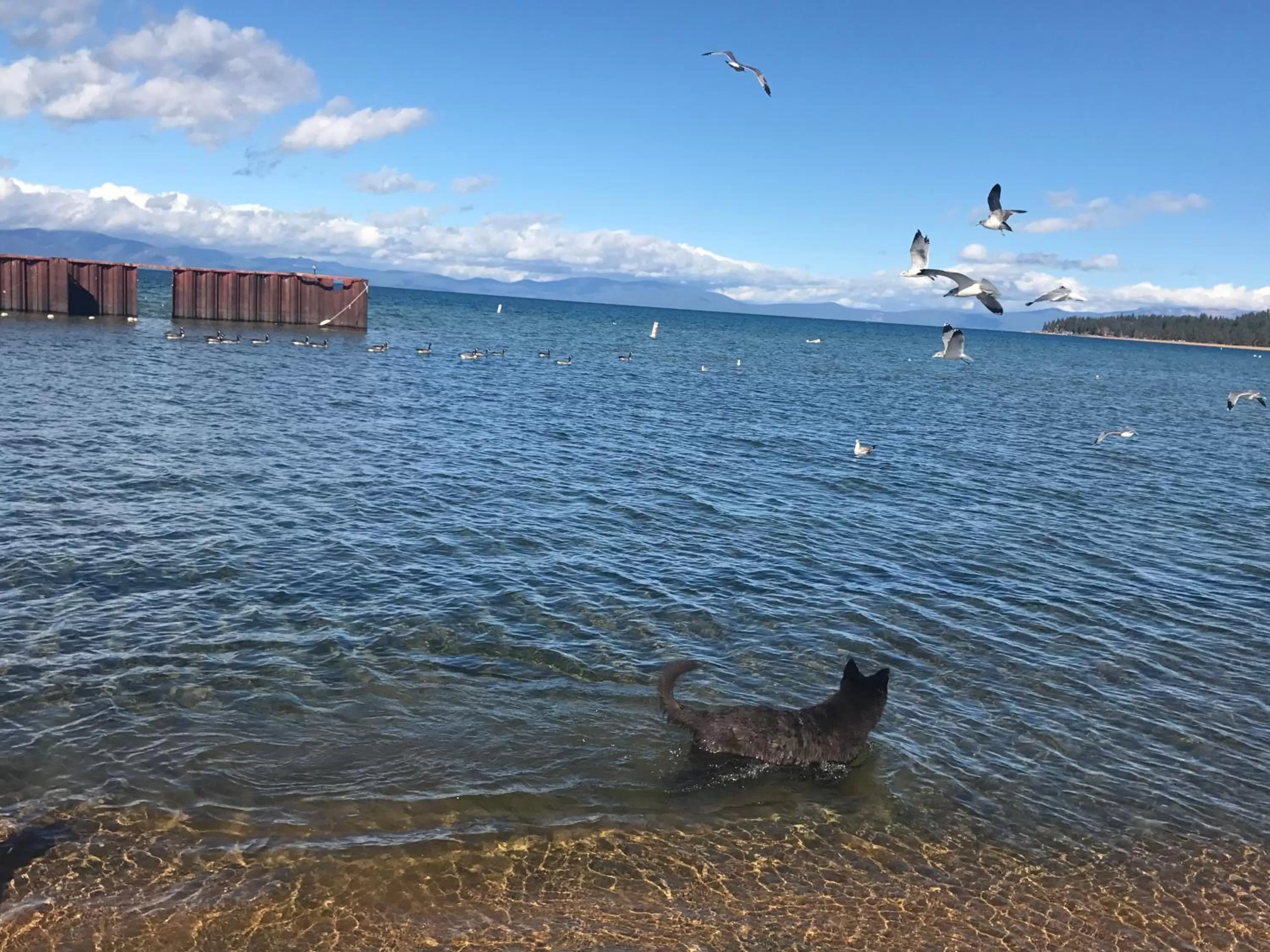 Beach, Natural Landscape in Paradice Motel