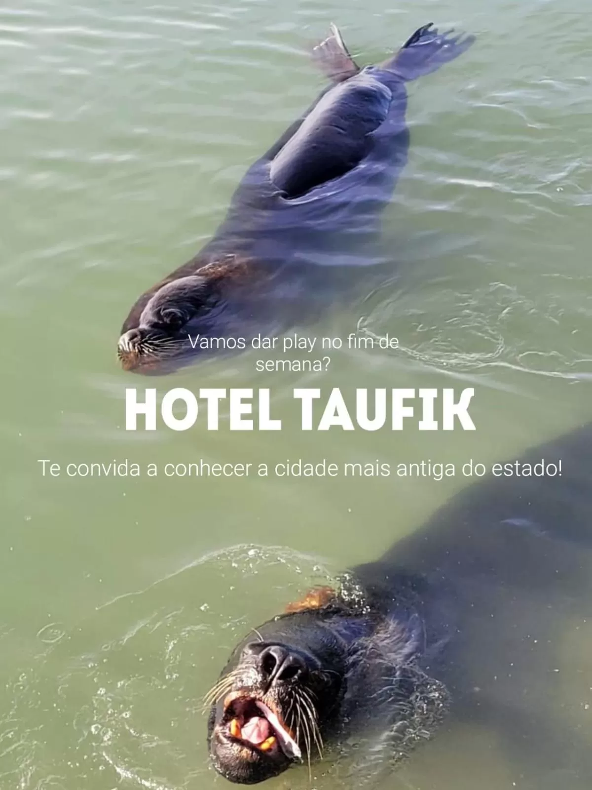 City view, Other Animals in Taufik Hotel