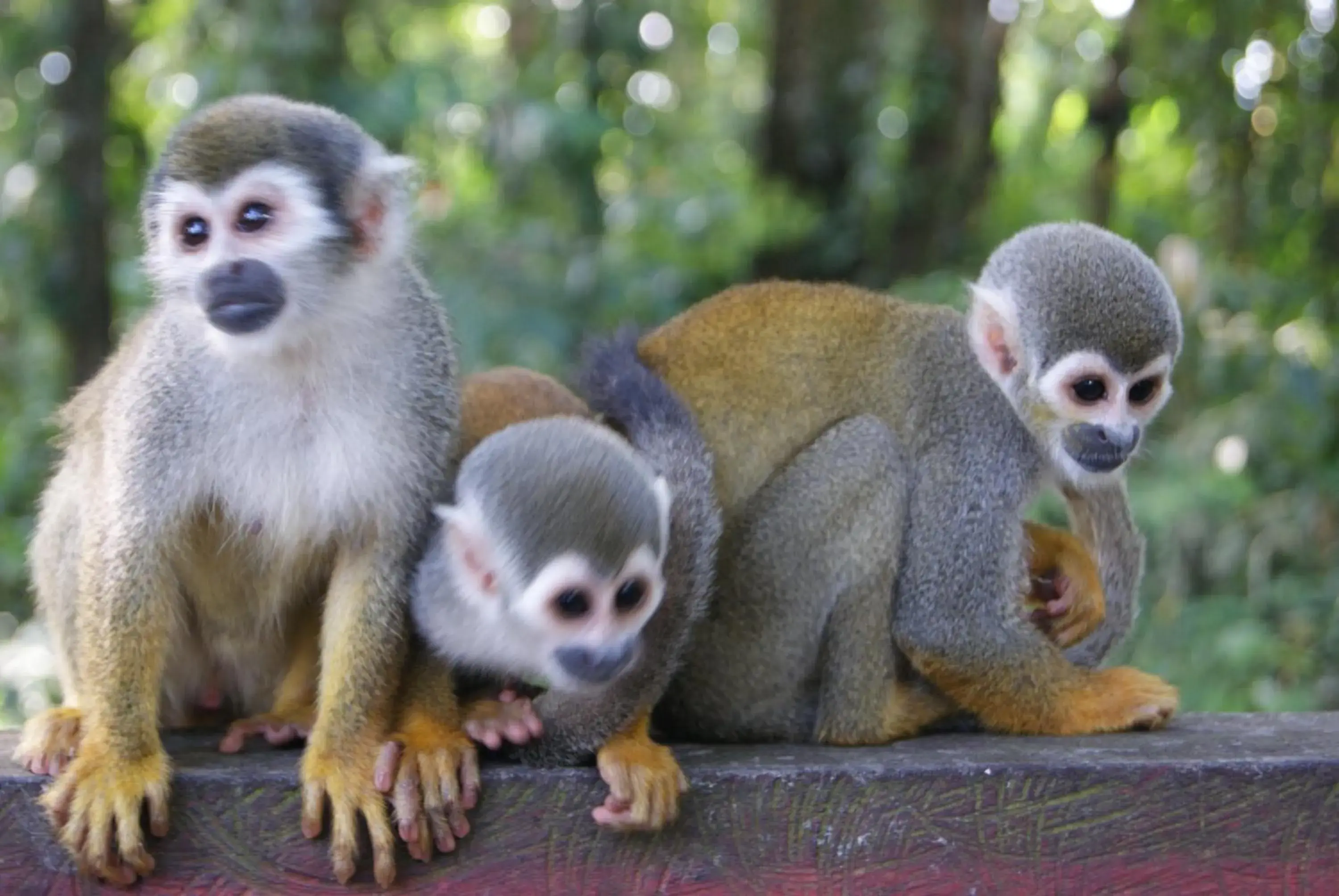 Staff, Other Animals in Hotel Anaconda