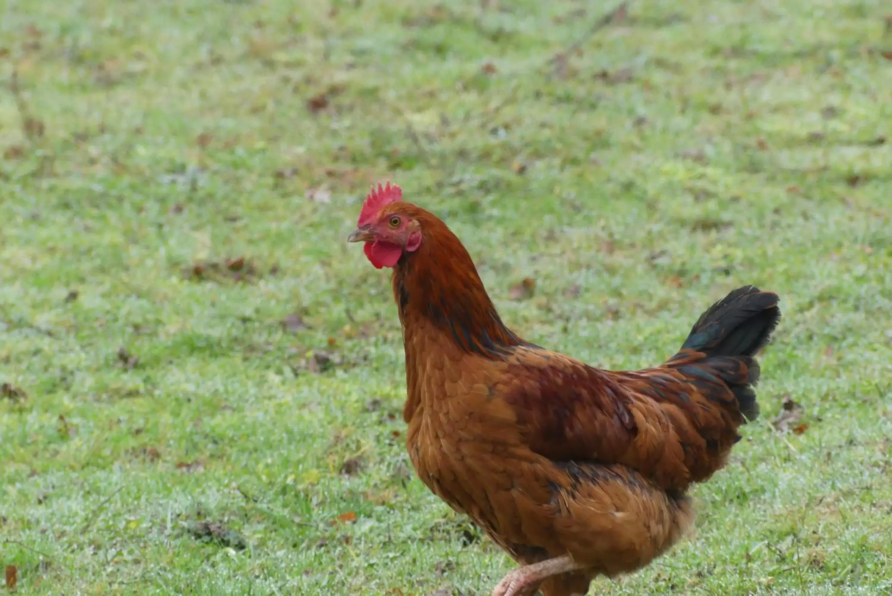 Pets, Other Animals in Chambres et Table d'Hôtes Les Machetières