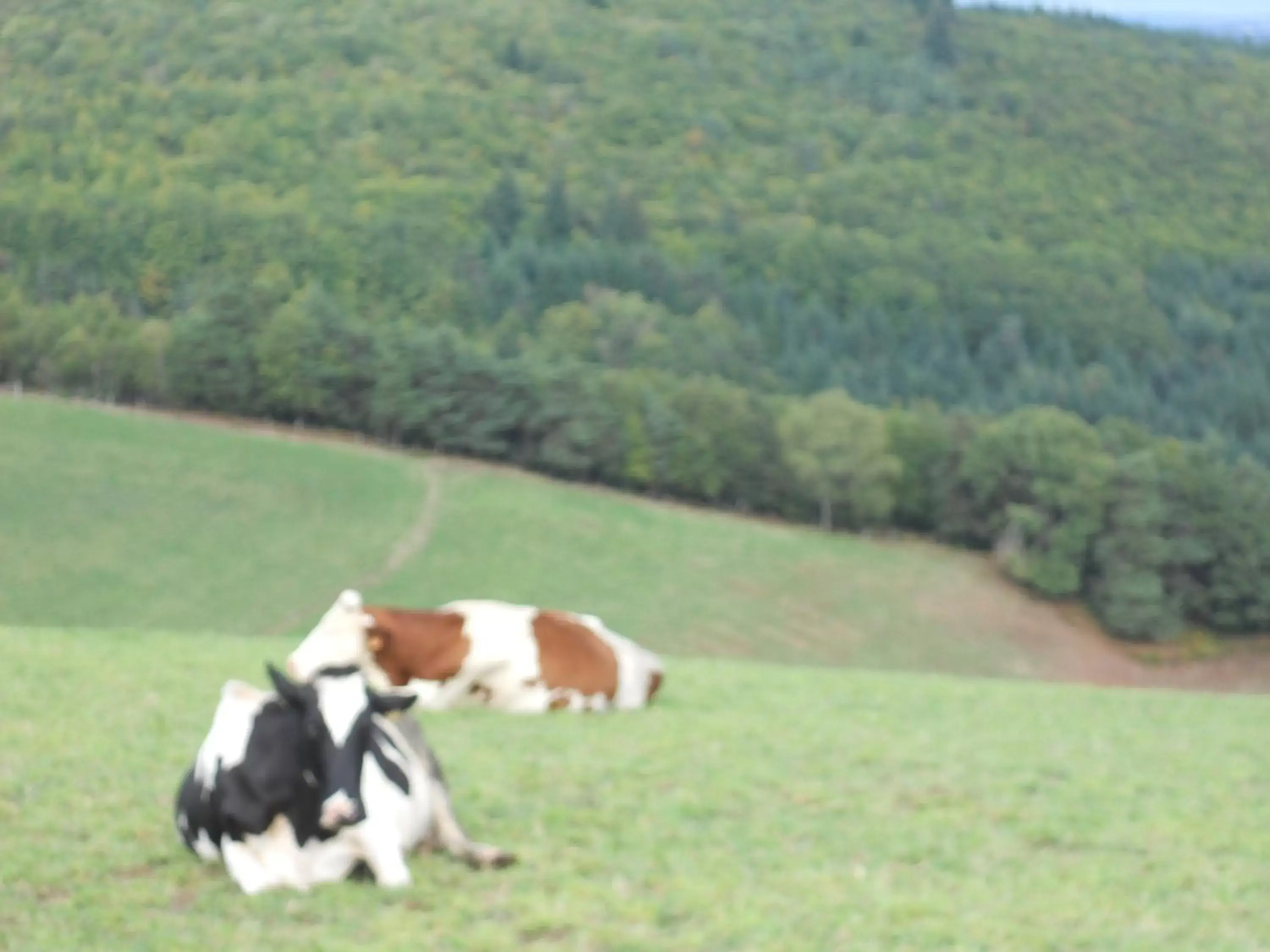 Other Animals in Château de la Moissetie