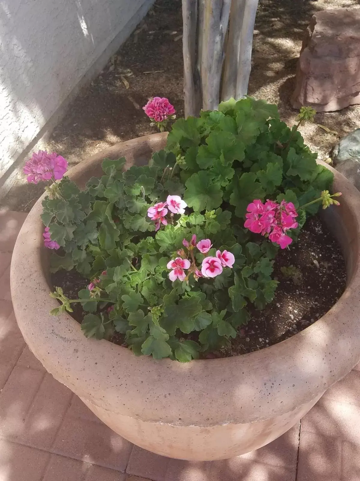 Garden, Food in Days Inn by Wyndham Camp Verde Arizona