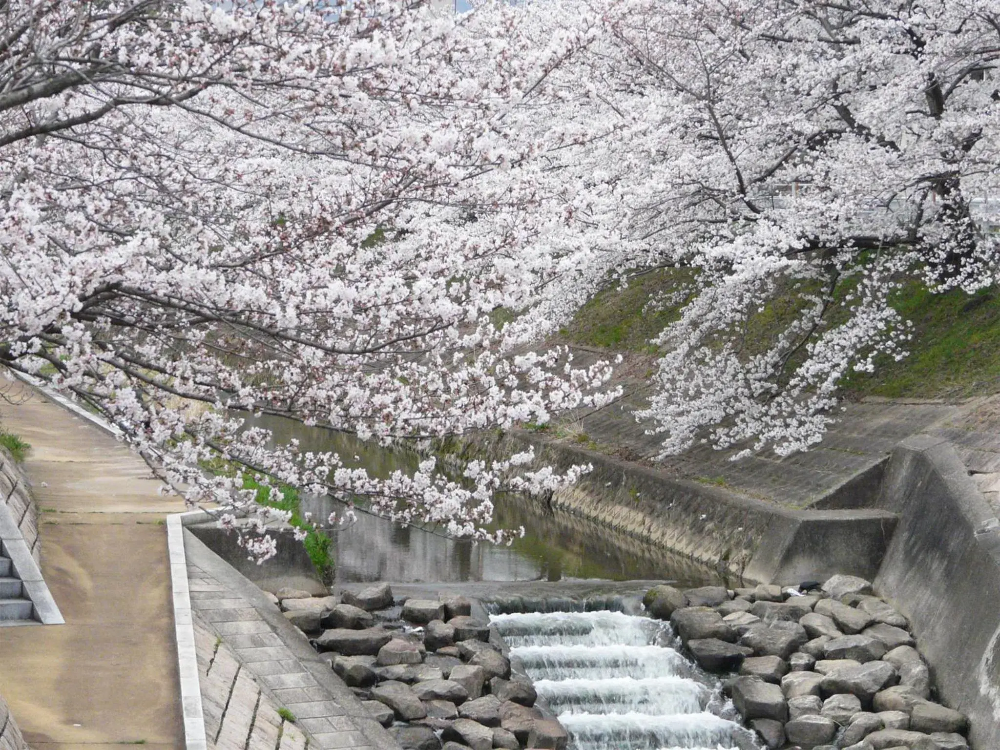 Spring in Nara Royal Hotel