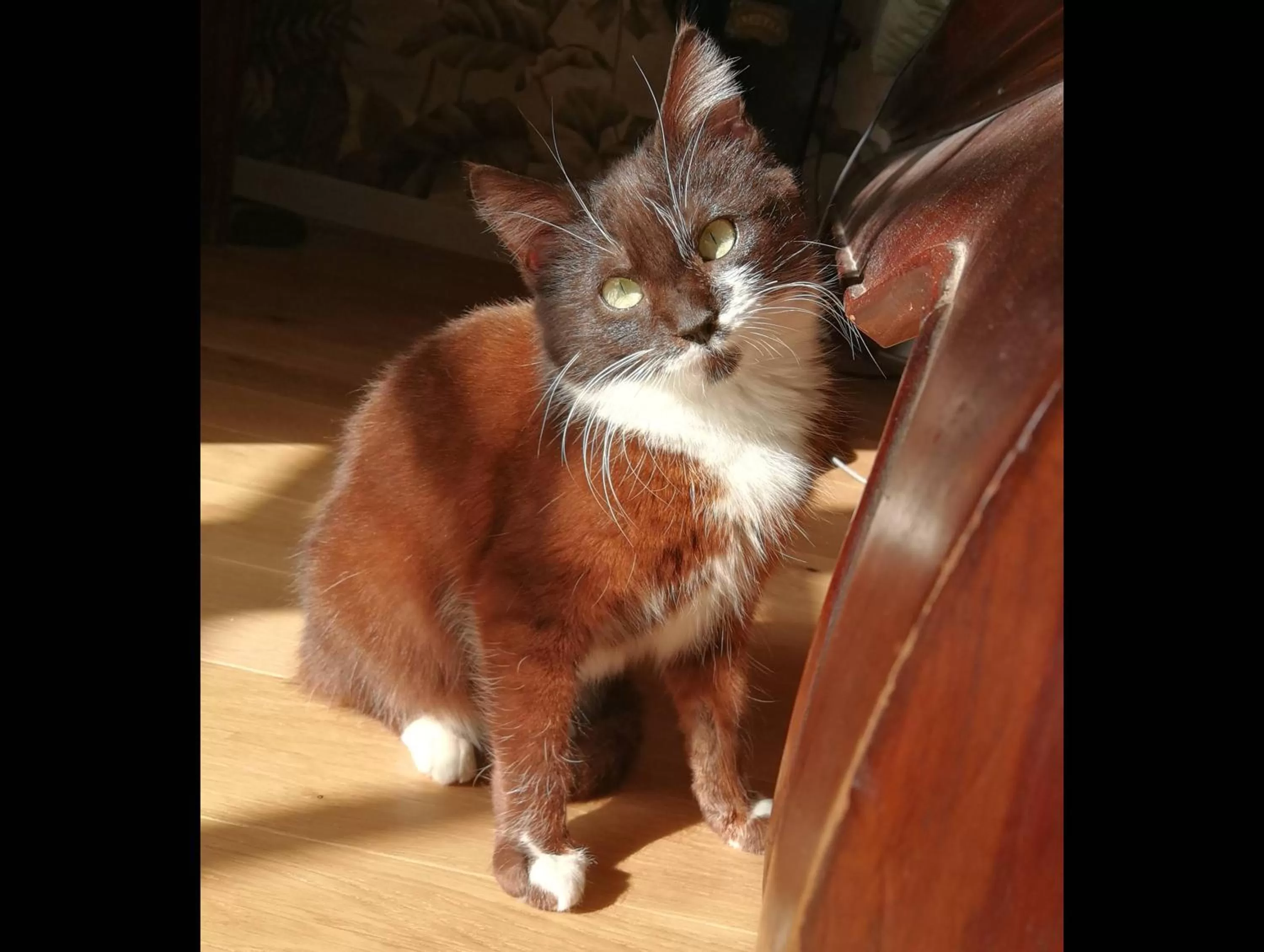 Evening entertainment, Pets in KERBELEG, ferme-manoir du XVè siècle, chambres grand confort