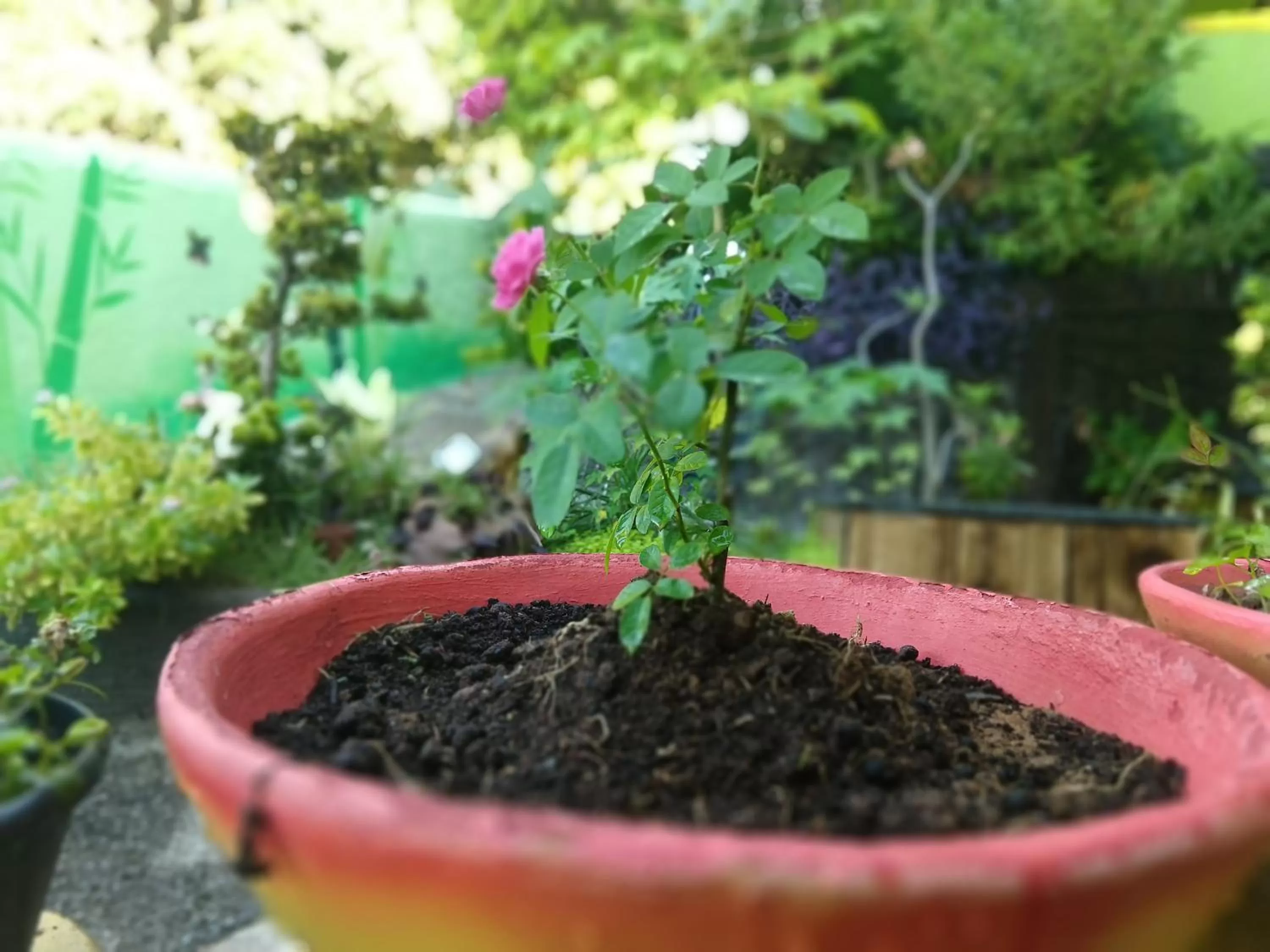 Garden in Bamboo Flat