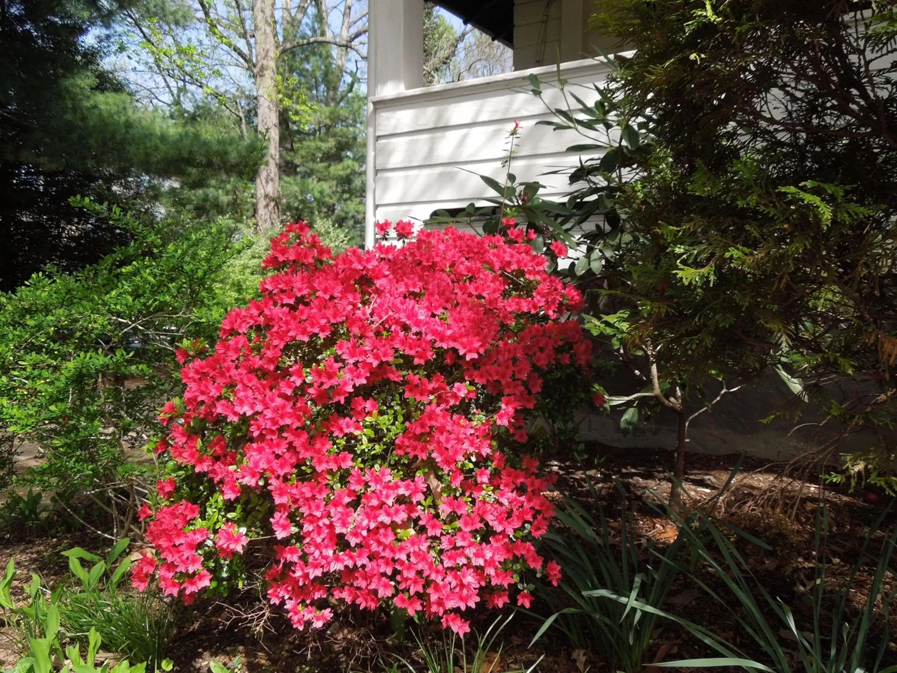 Spring, Garden in Oakland Cottage Bed and Breakfast