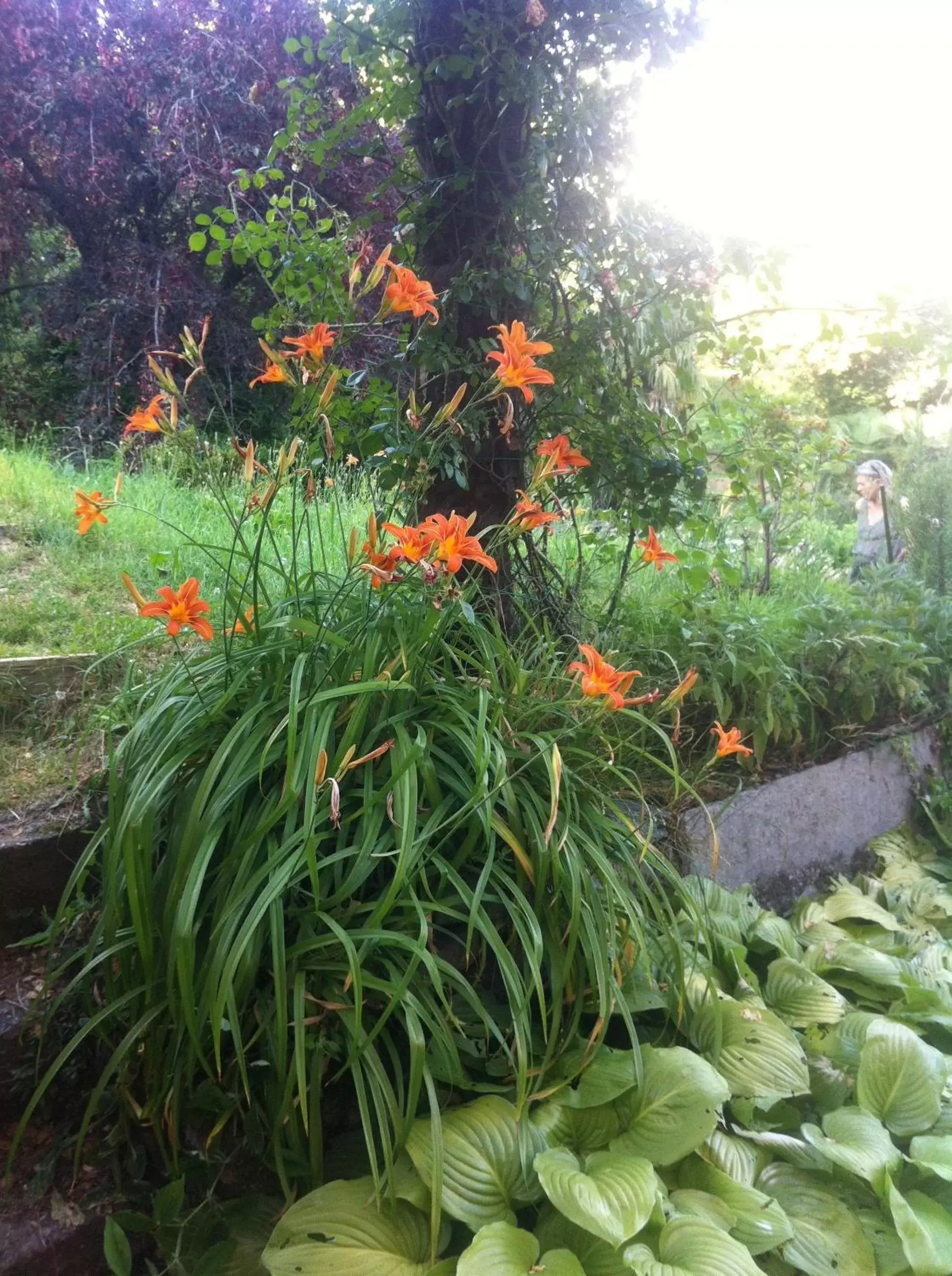 Garden view, Garden in Villa Corti