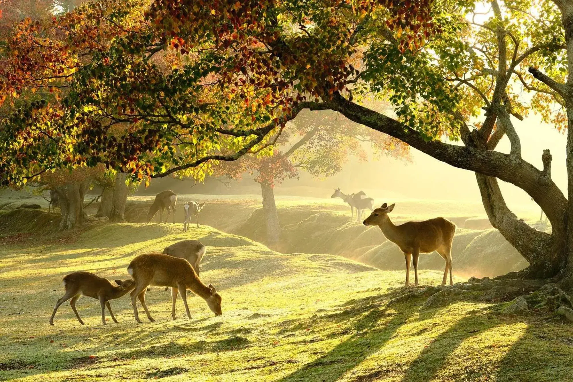 Nearby landmark, Other Animals in Guest House Kyoto Inn