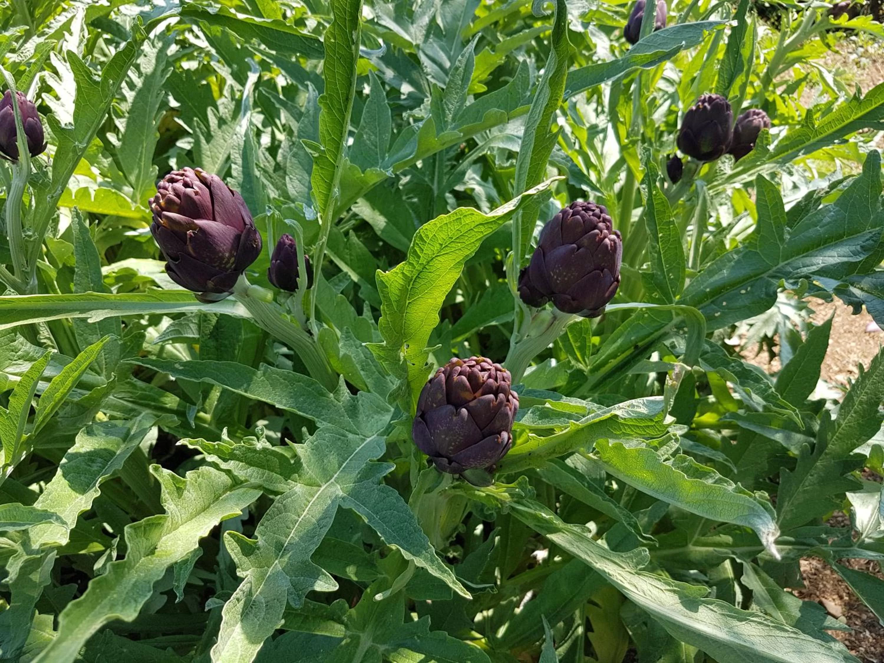 Garden in Le Mas du Lingousto