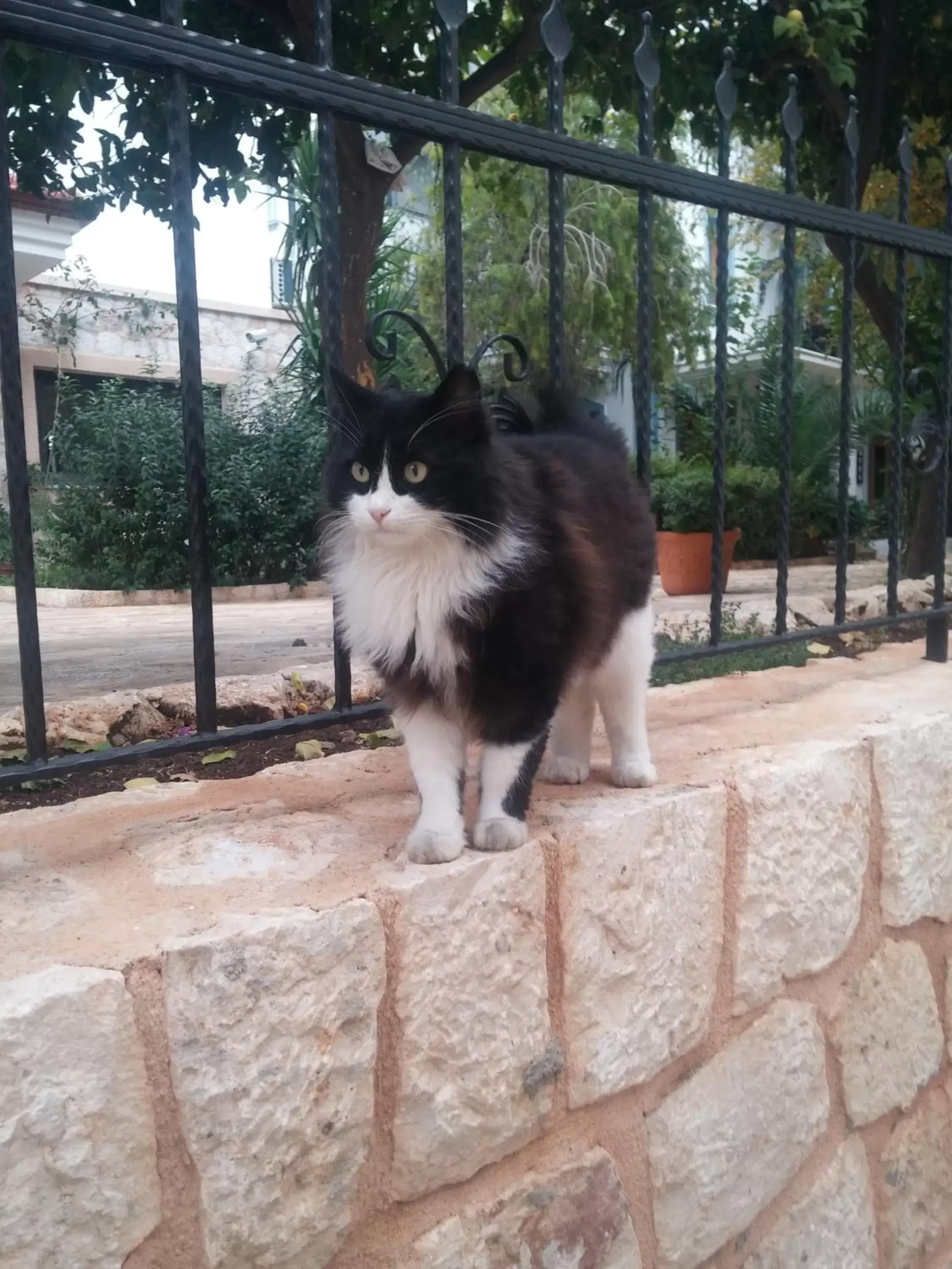 Pets in Payam Hotel