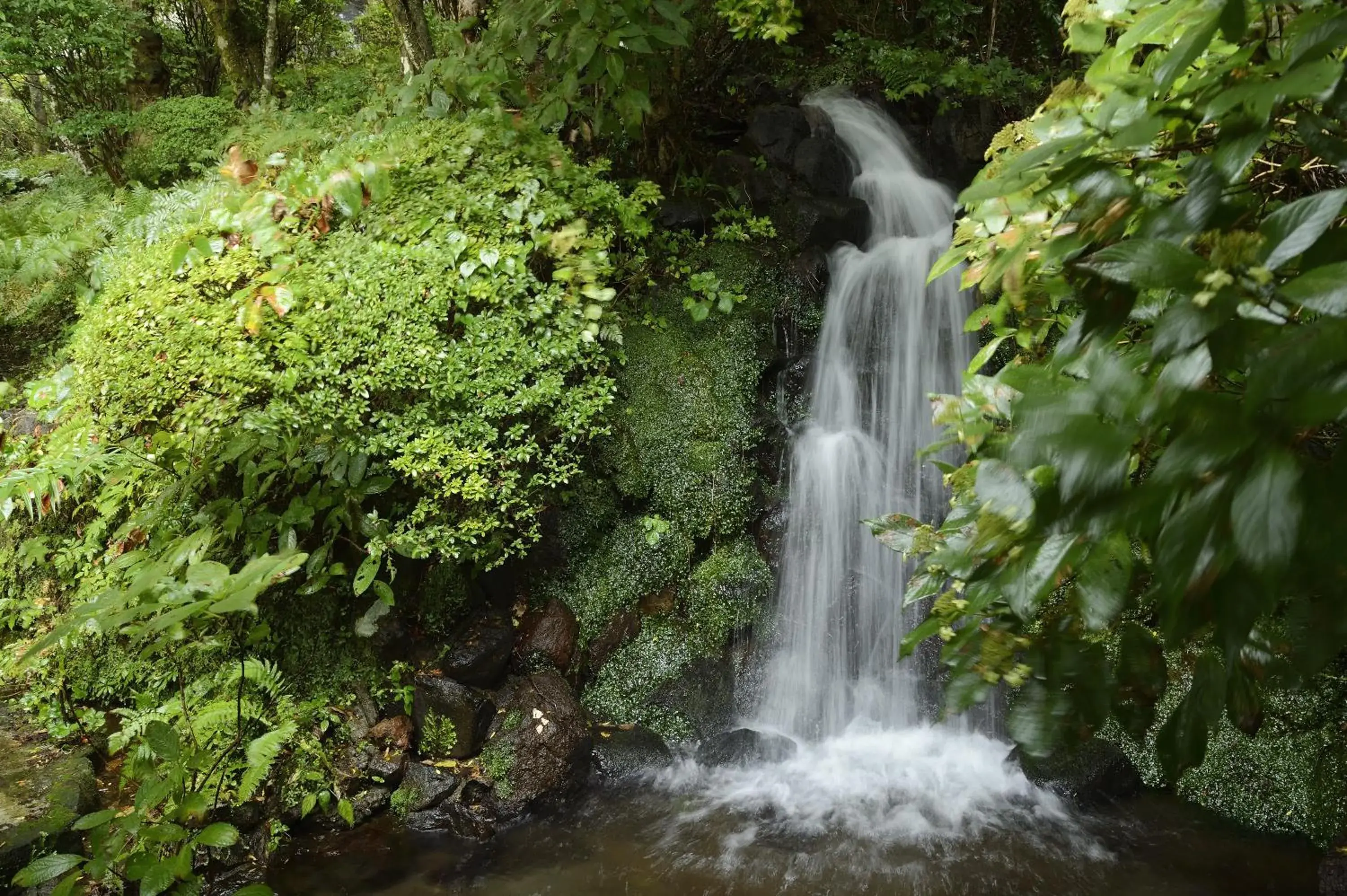 Other in Senkyoro Other in Senkyoro