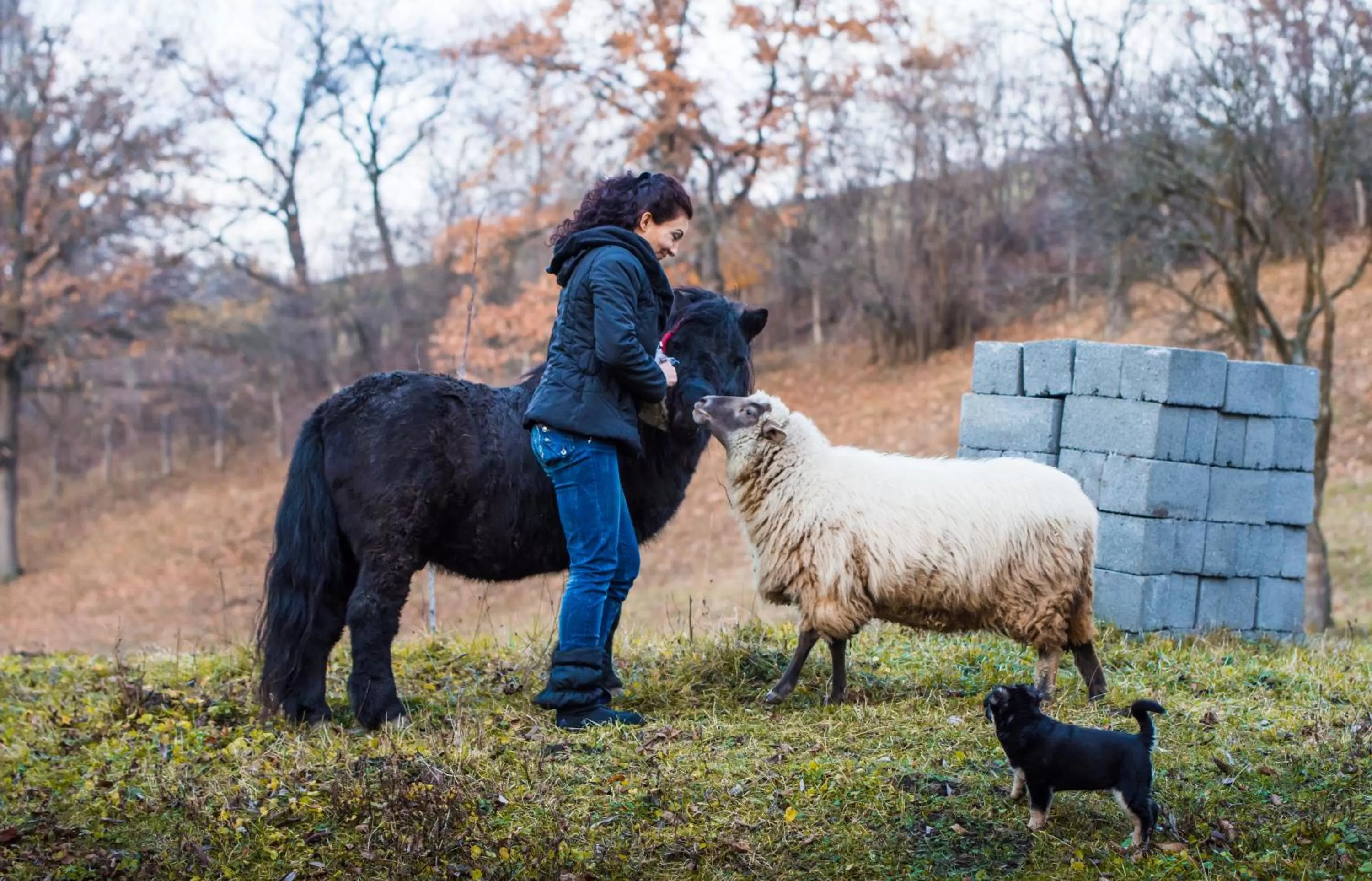 Property building, Horseback Riding in Pensiunea SilvAnka