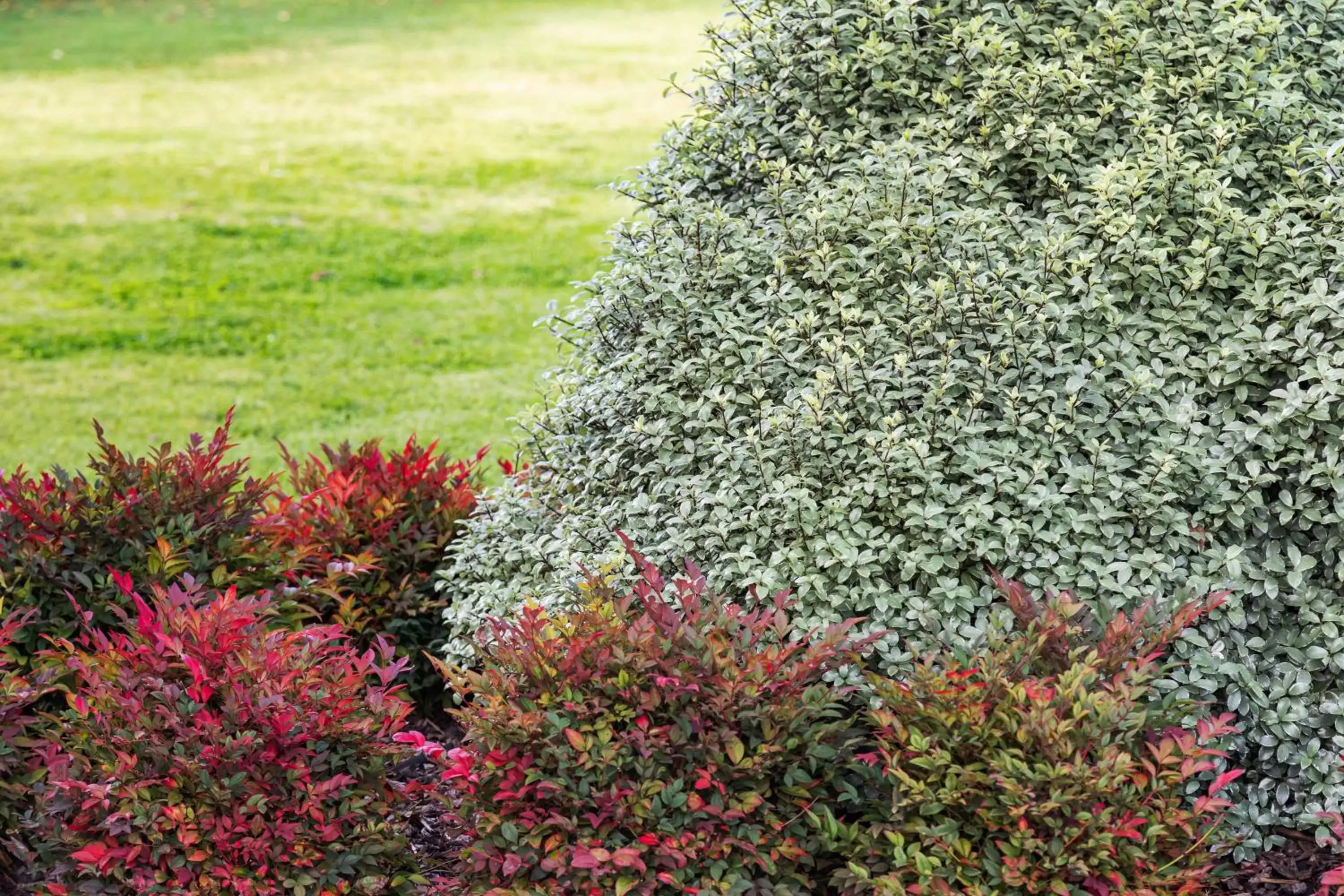 Garden in Presidential Motel