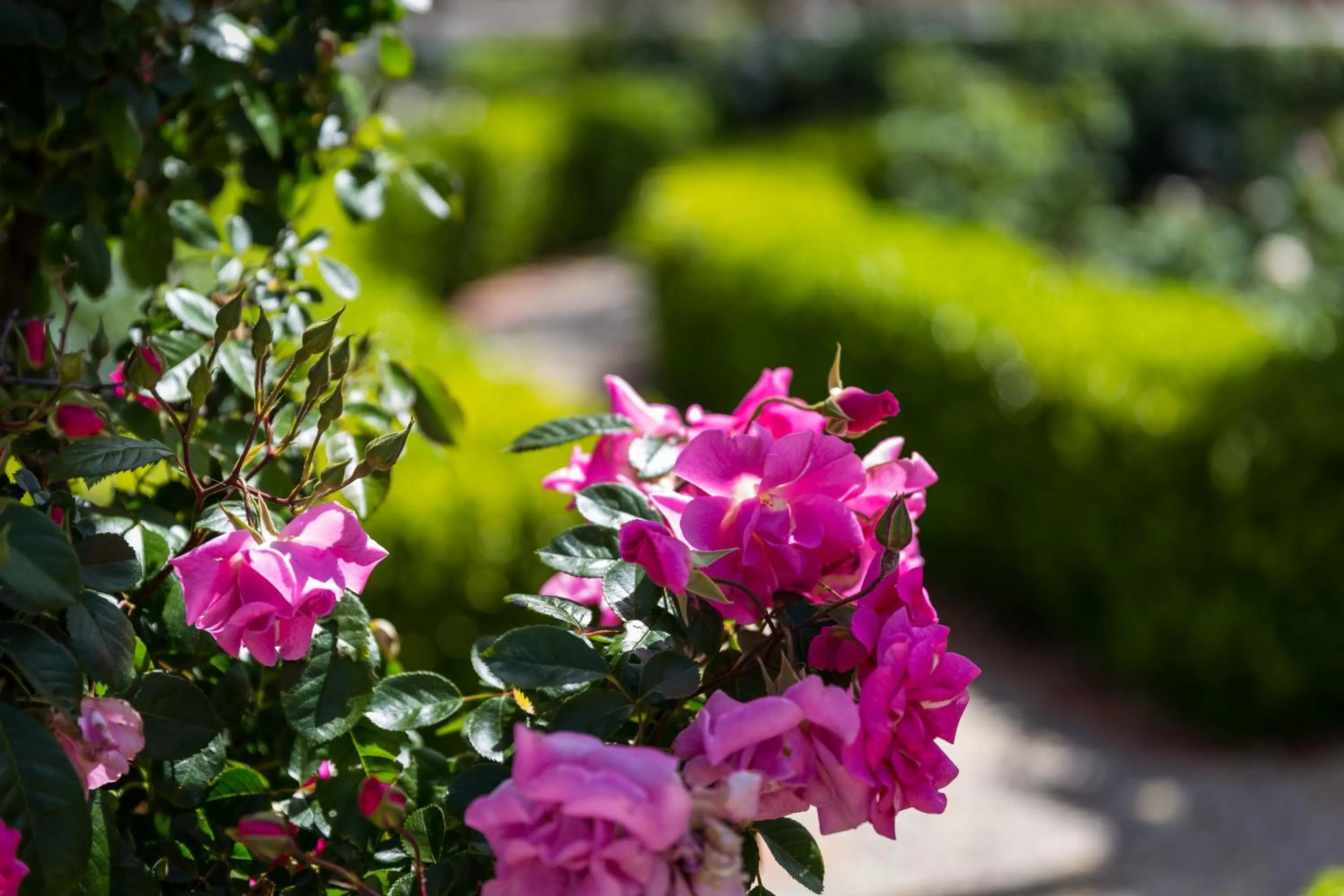 Spring in Barossa House