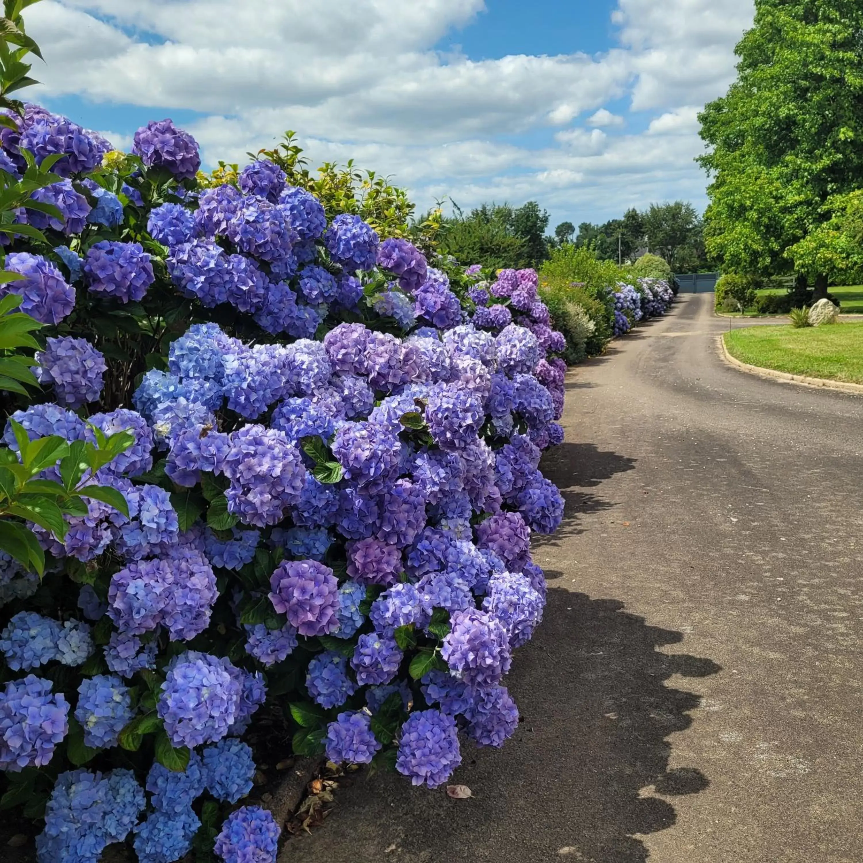 Garden in Ty Rosa