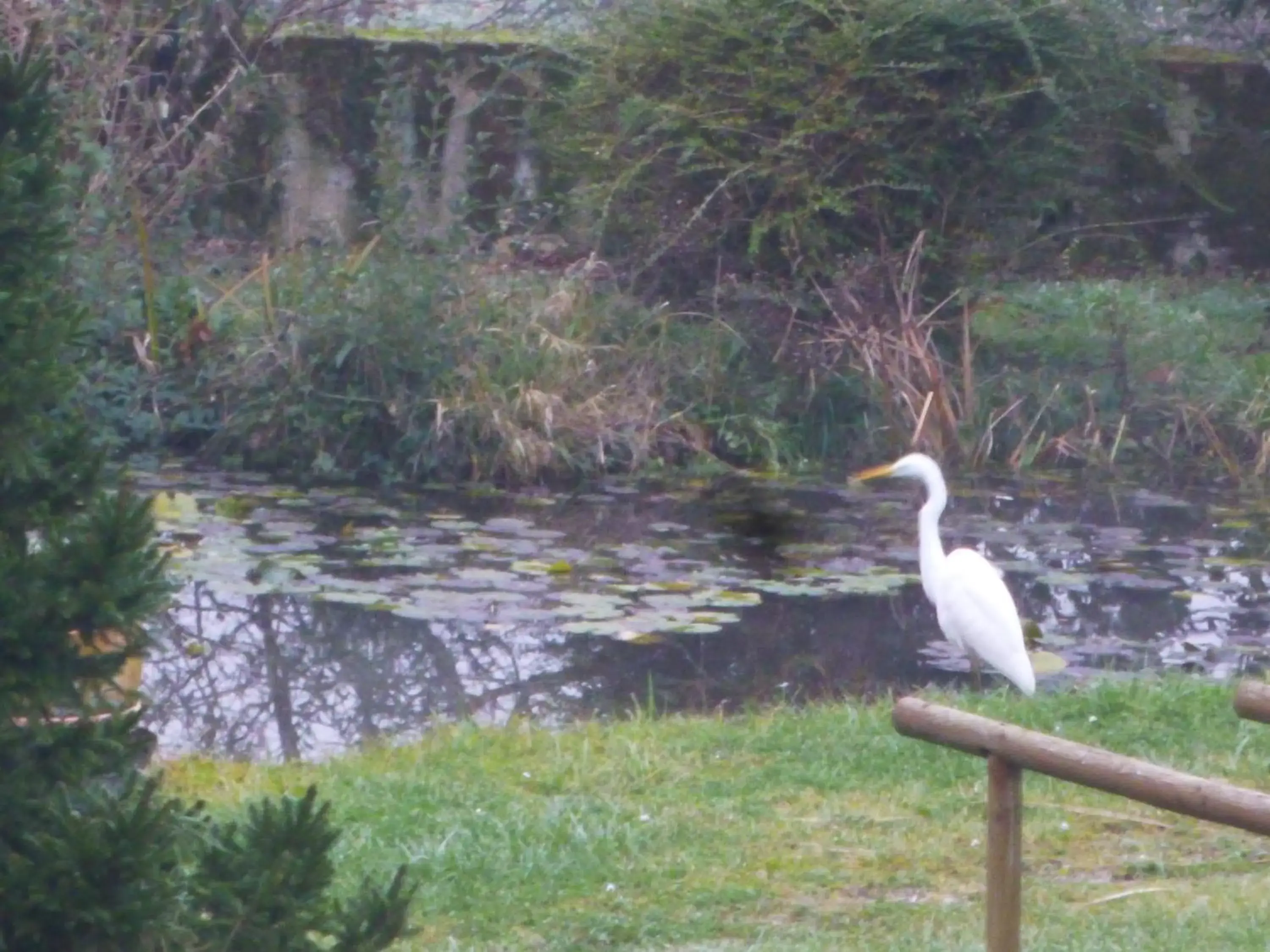 Garden, Other Animals in Clos Muneau