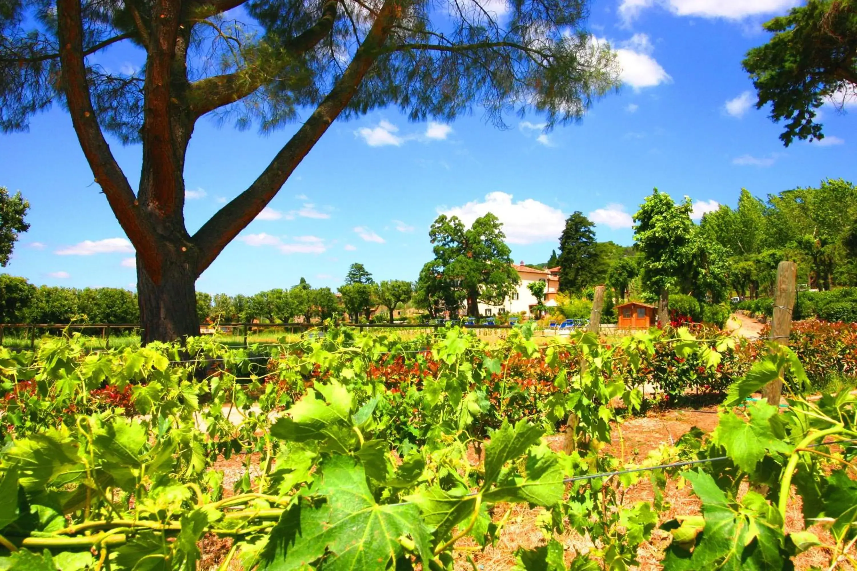 Garden in Cortona Resort & Spa - Villa Aurea