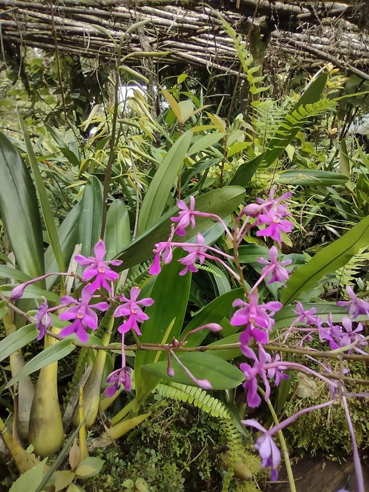 Garden in Posada Montaña del Quetzal