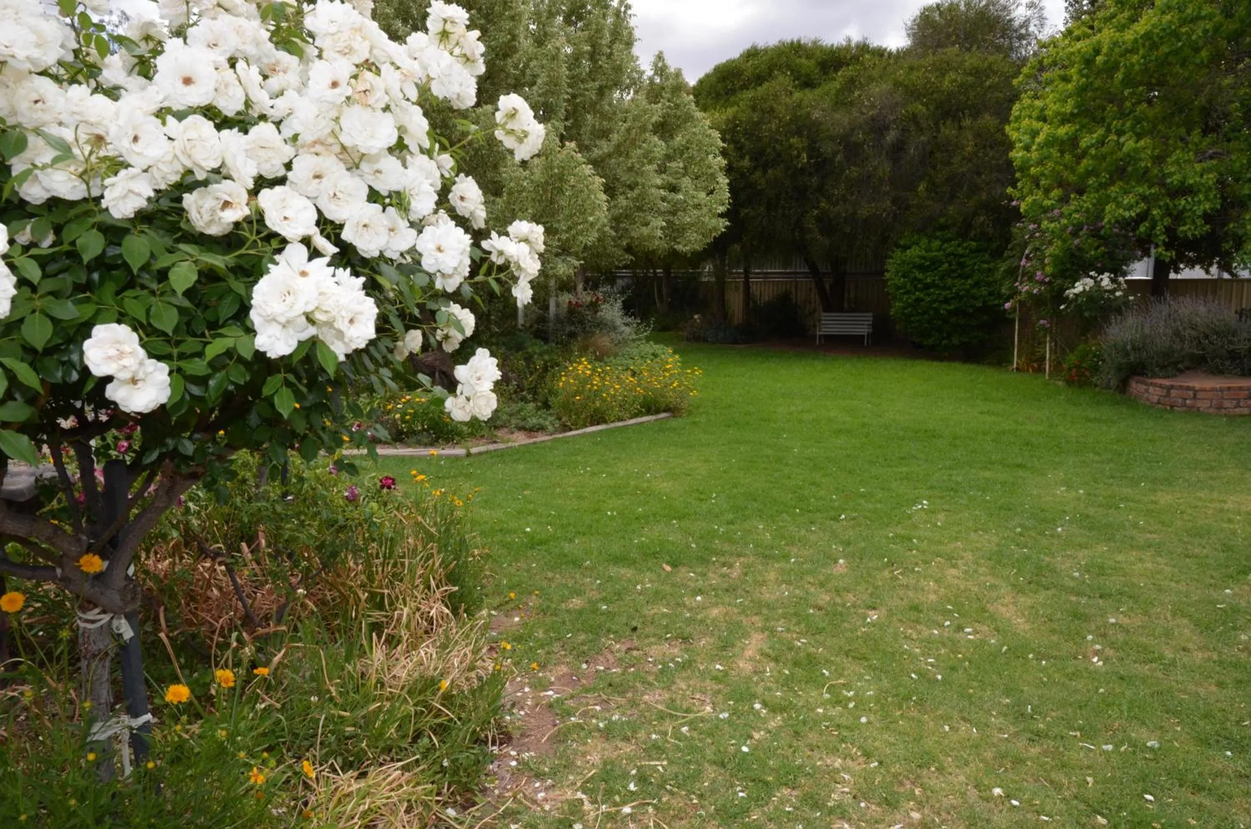 Garden view in Orana Windmill Motel