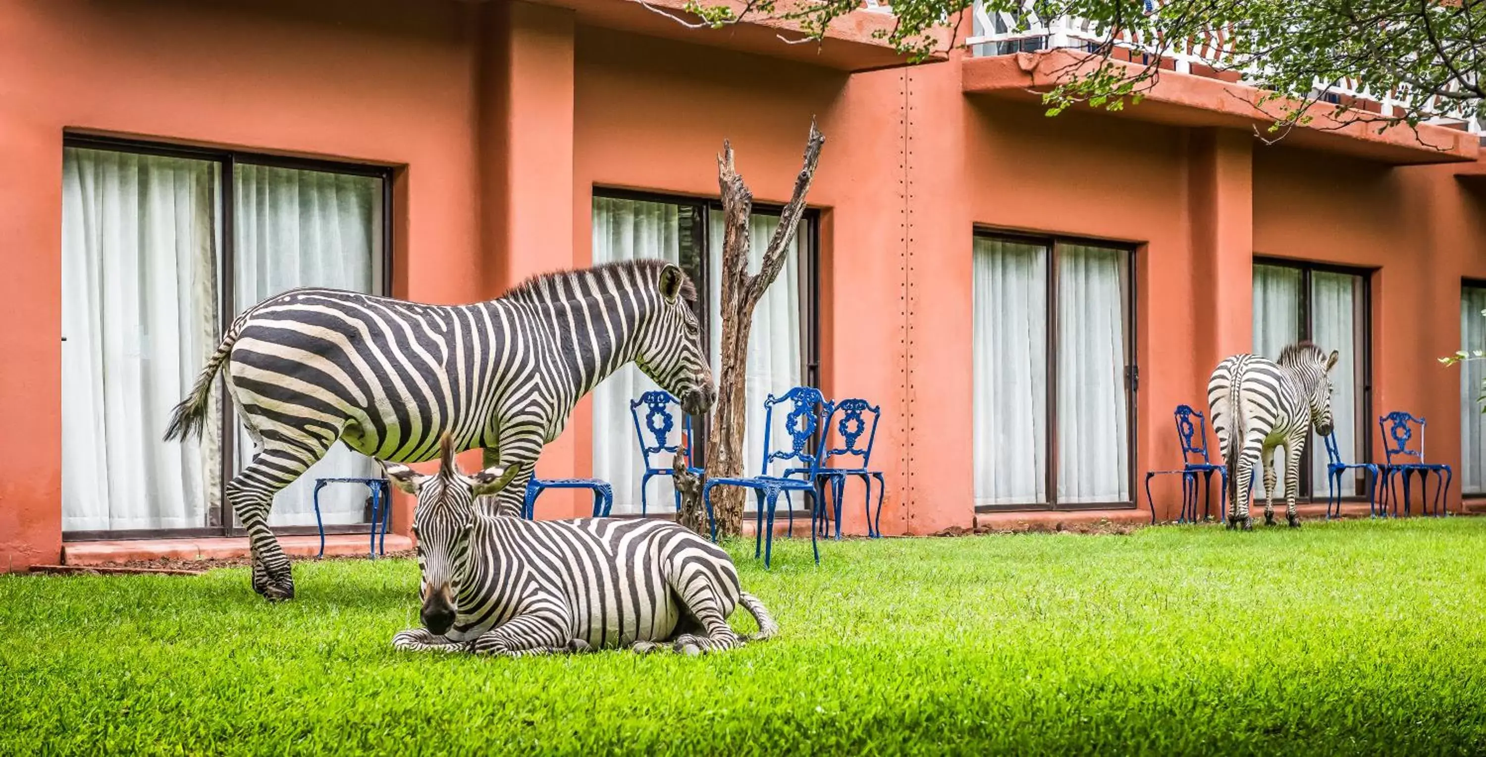 Animals, Patio/Outdoor Area in Avani Victoria Falls Resort