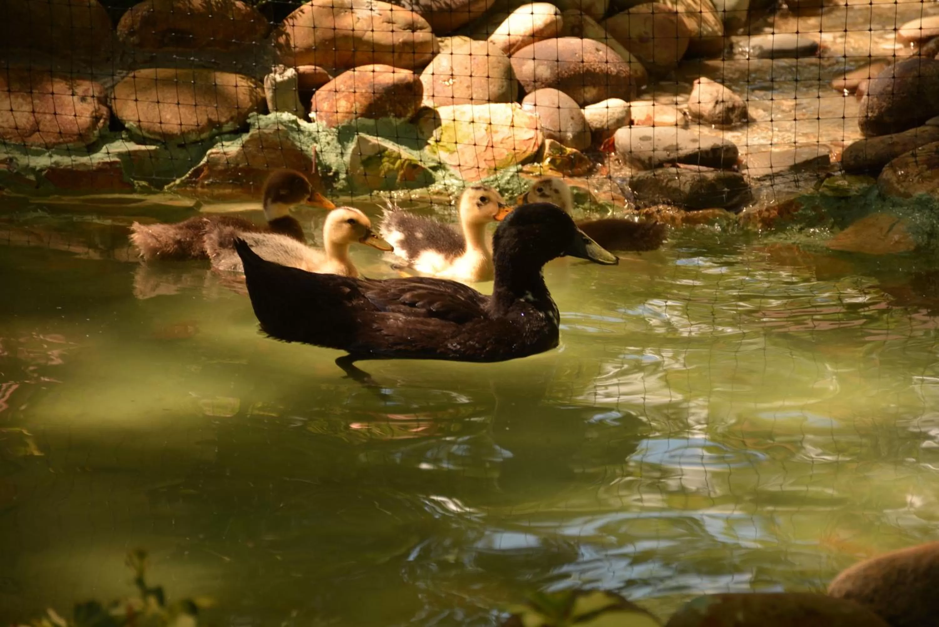 Natural landscape in Hotel Portón del Sol
