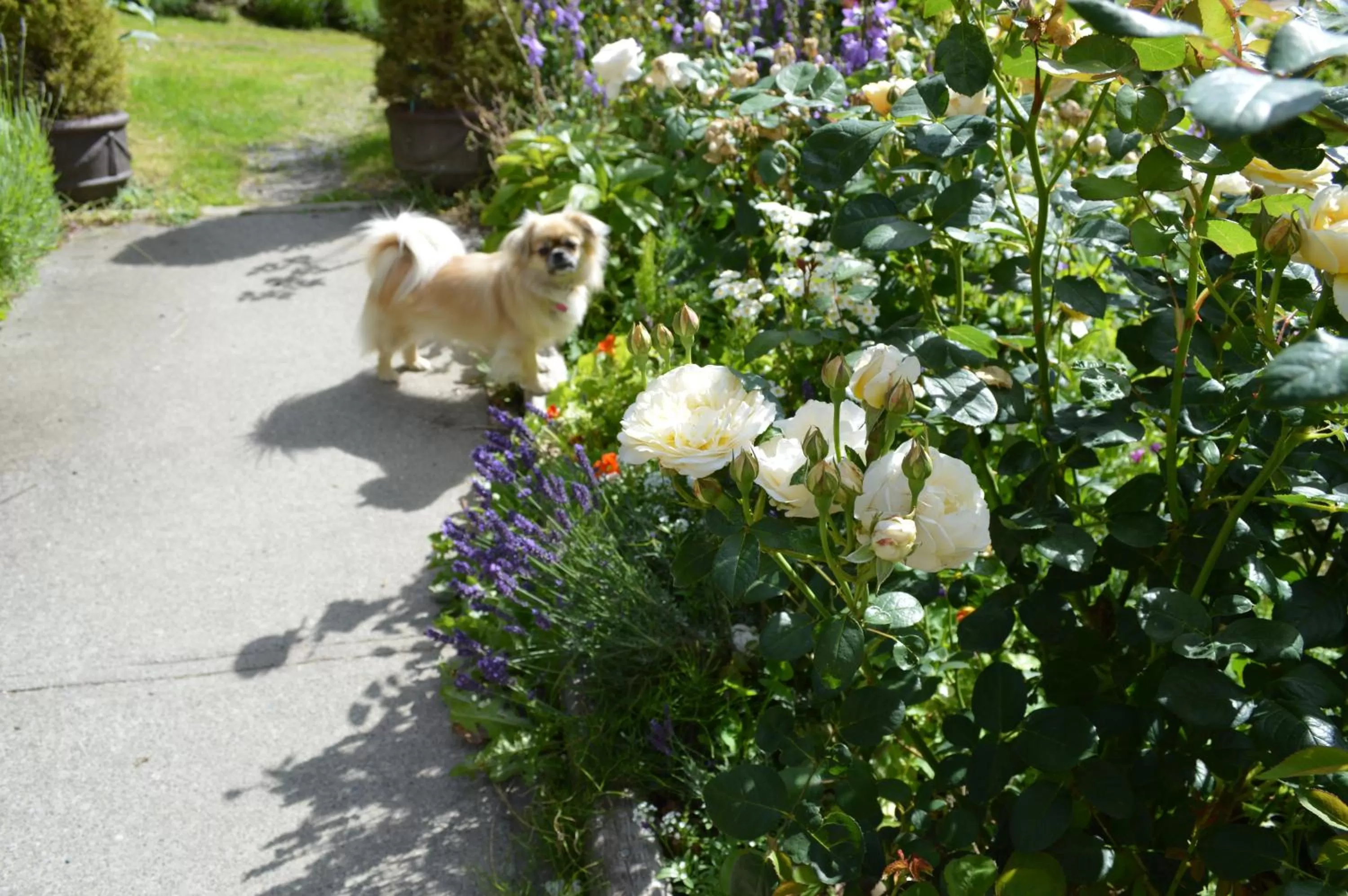 Property building, Pets in Armand Heights