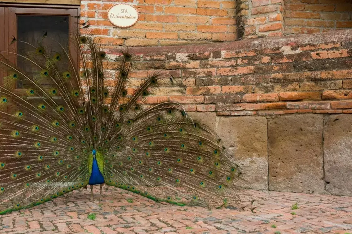 Animals in Hacienda Sepulveda Hotel & Spa