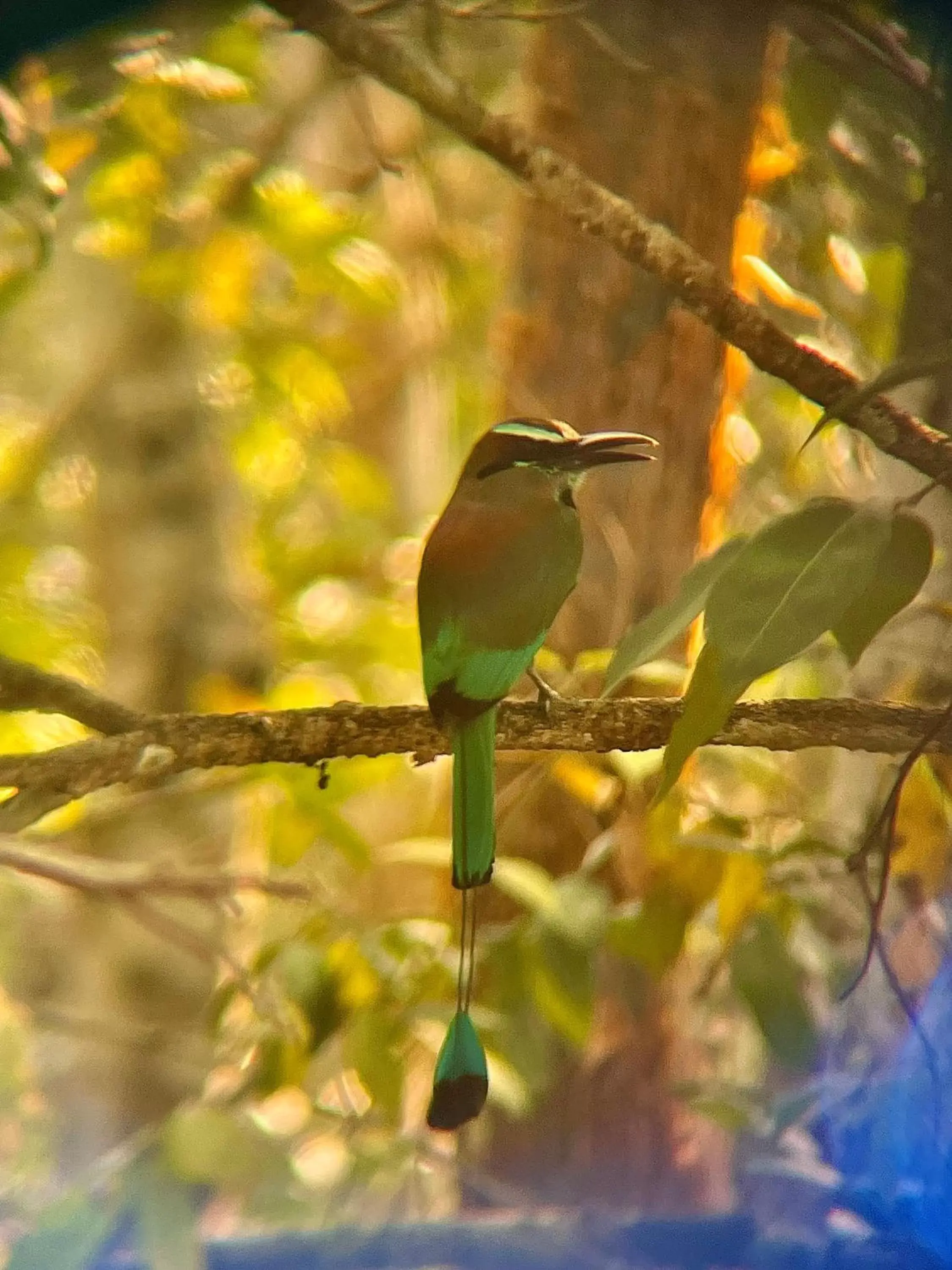 Other Animals in Ecohabitat