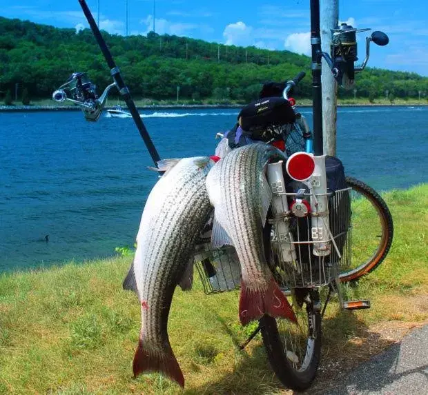 Fishing in Herring Run Motel and Tiny Cabins