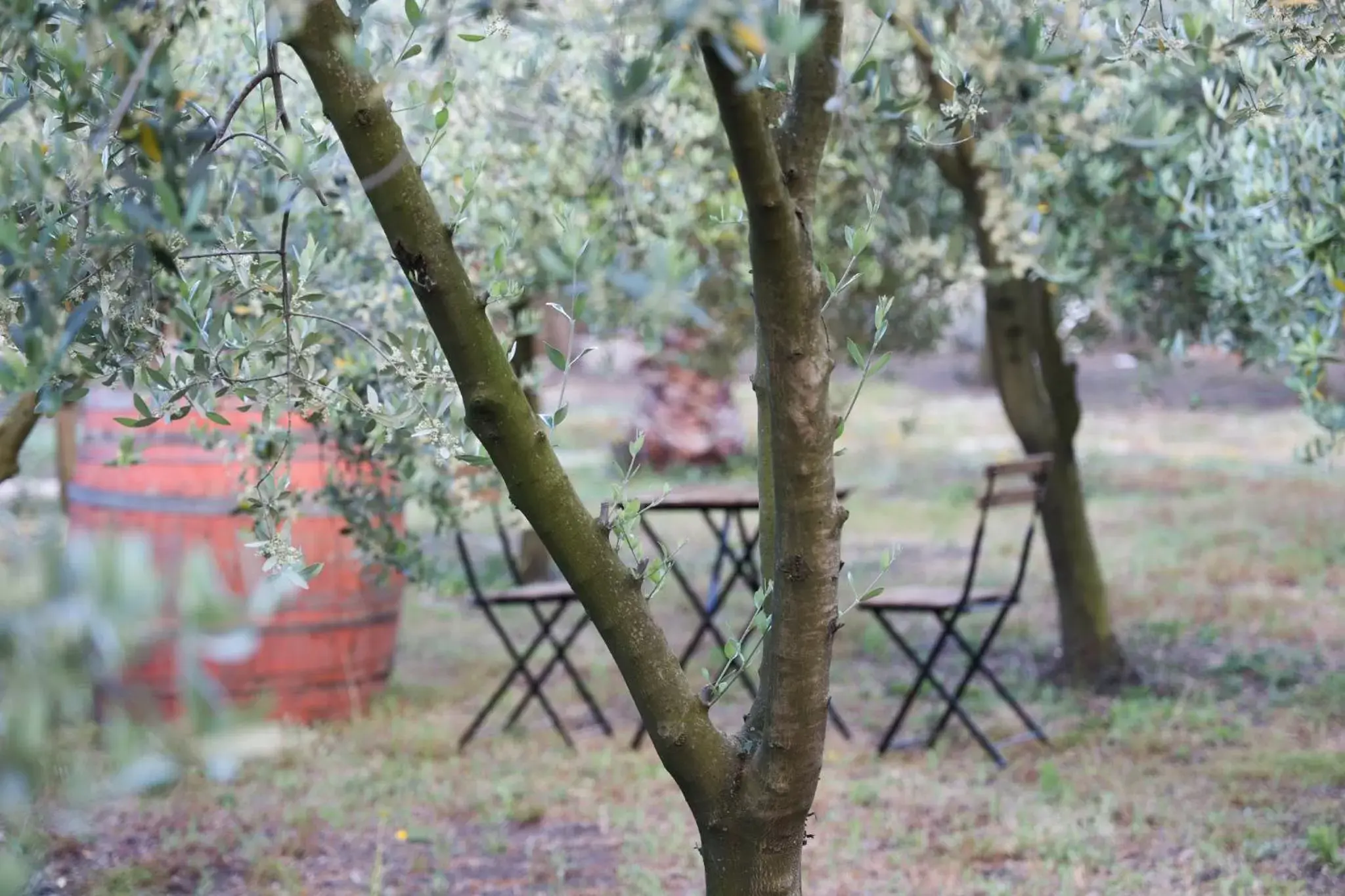 B&B Dimora di Campagna "alle falde del Vesuvio"