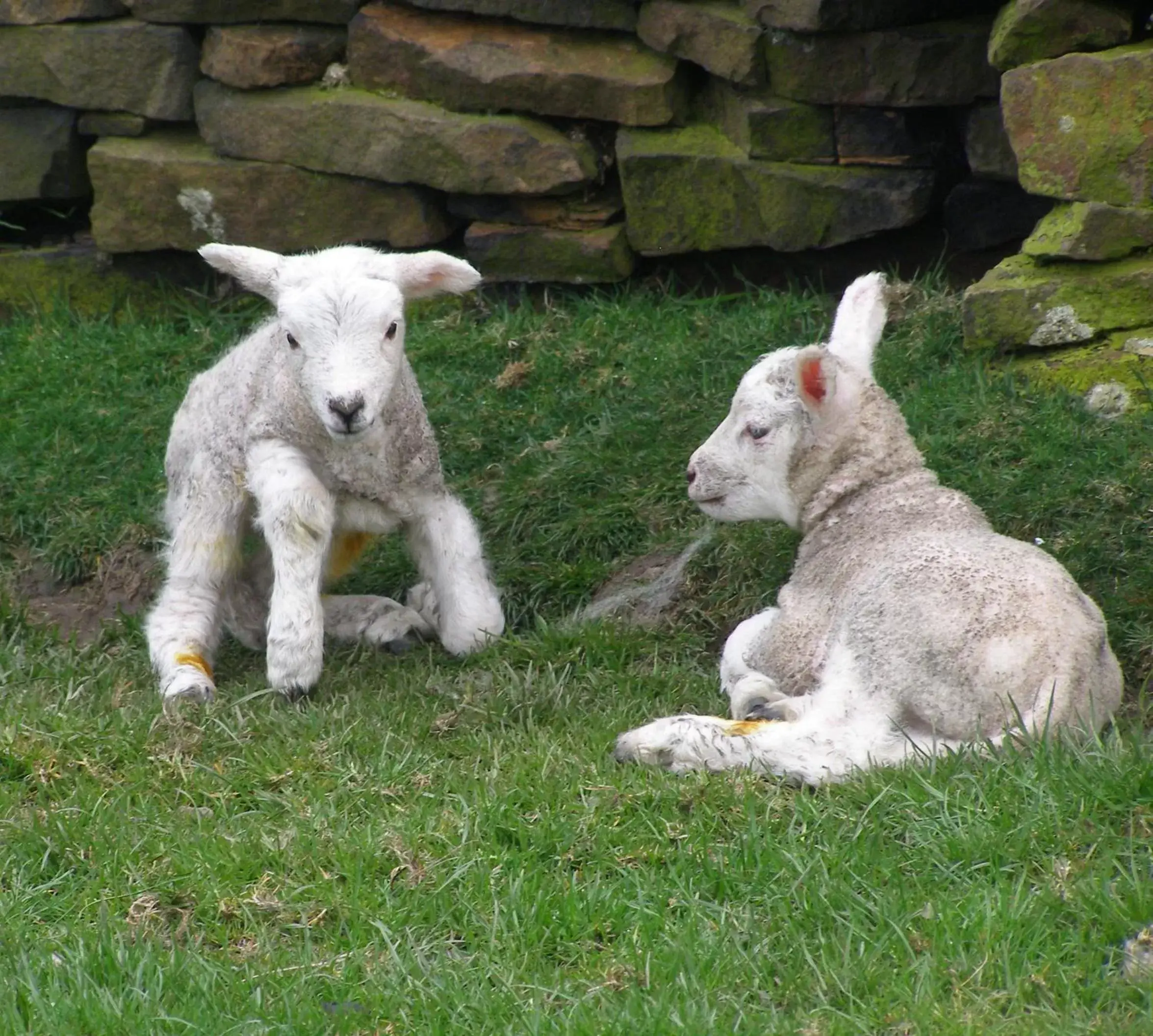 Animals, Other Animals in Coddy's Farm