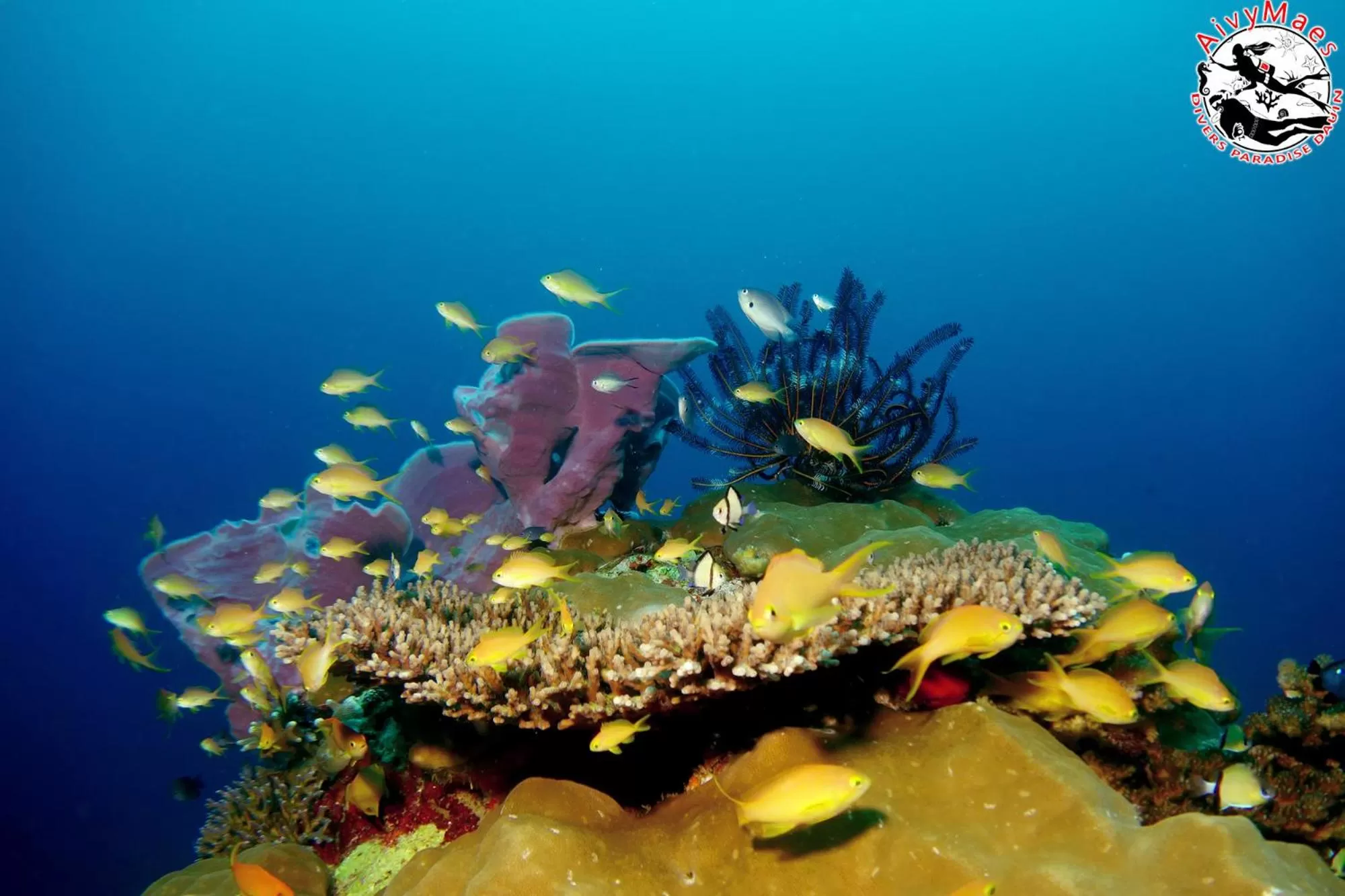 Snorkeling in AivyMaes Divers Resort