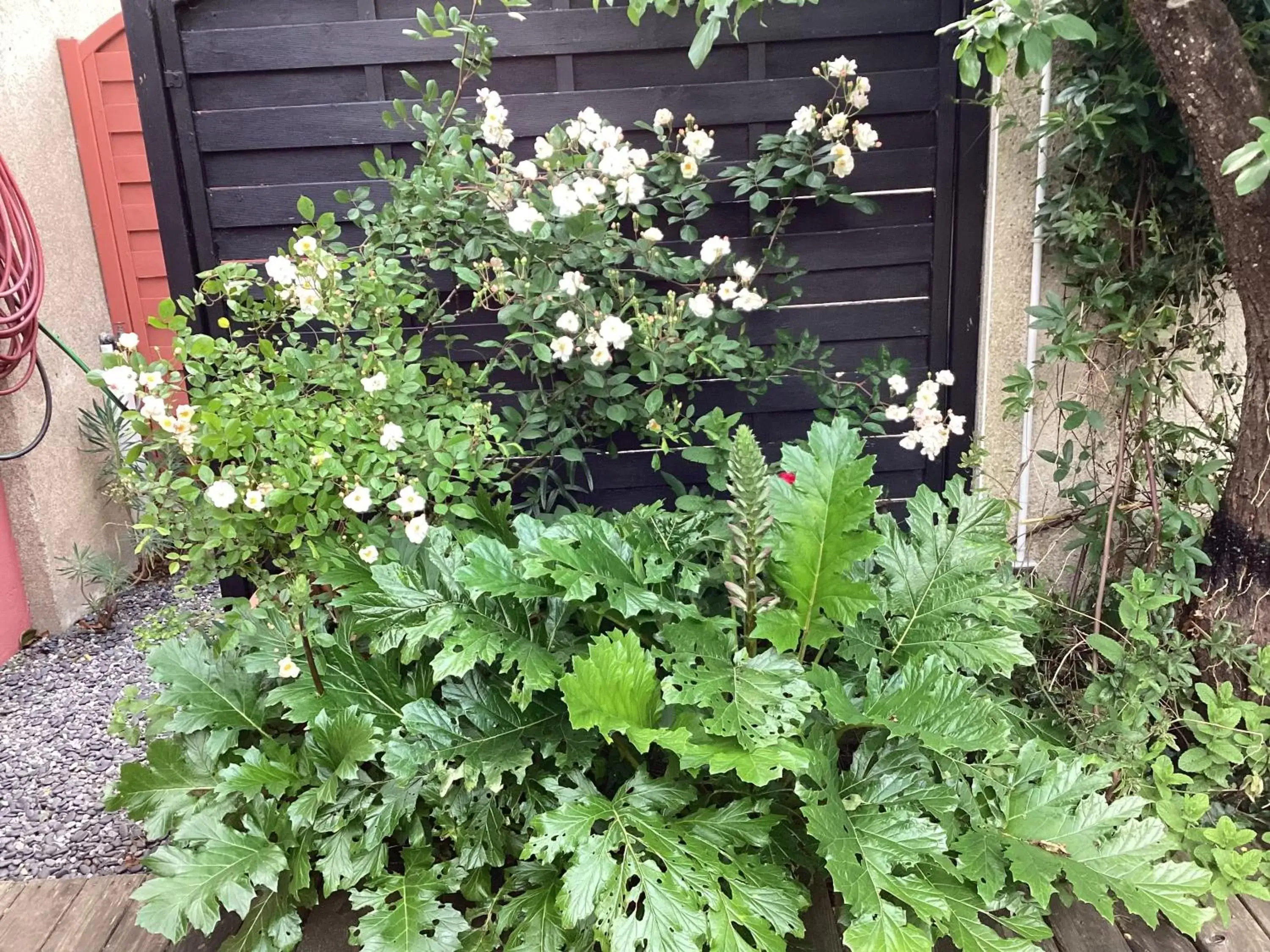 Garden in Maisonnette Nantes