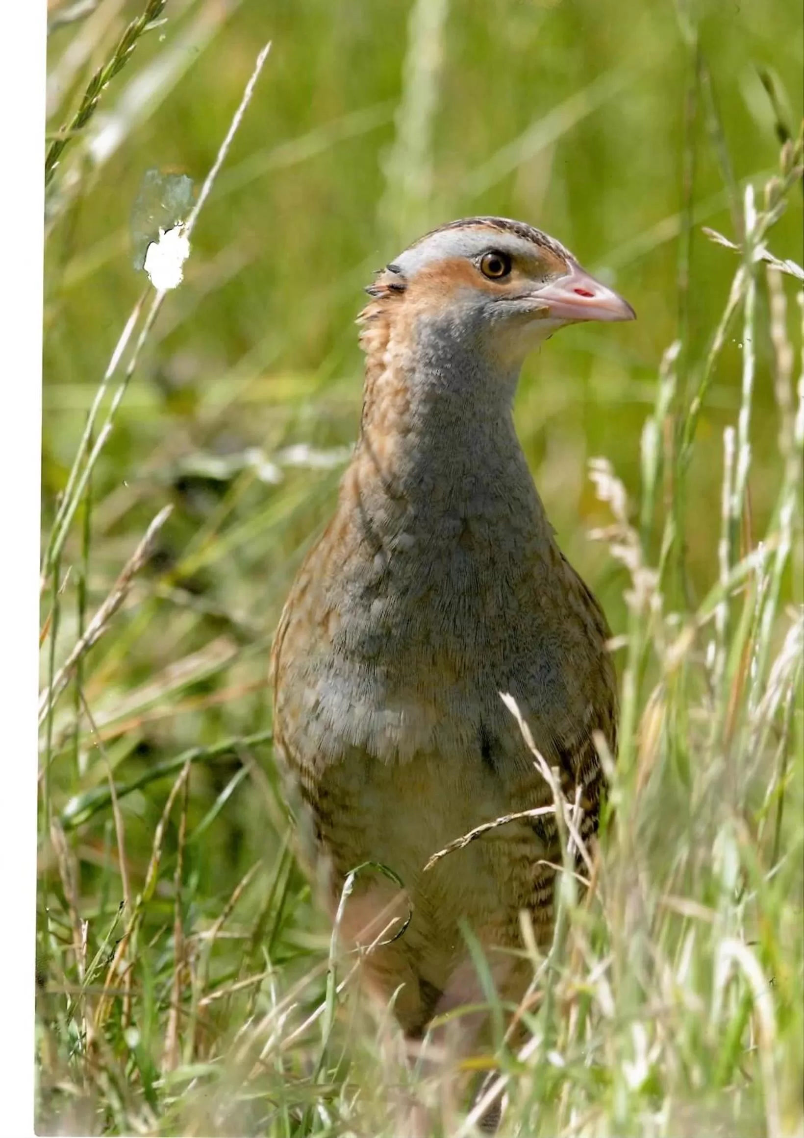 Animals in Highfields Holidays bed & breakfast