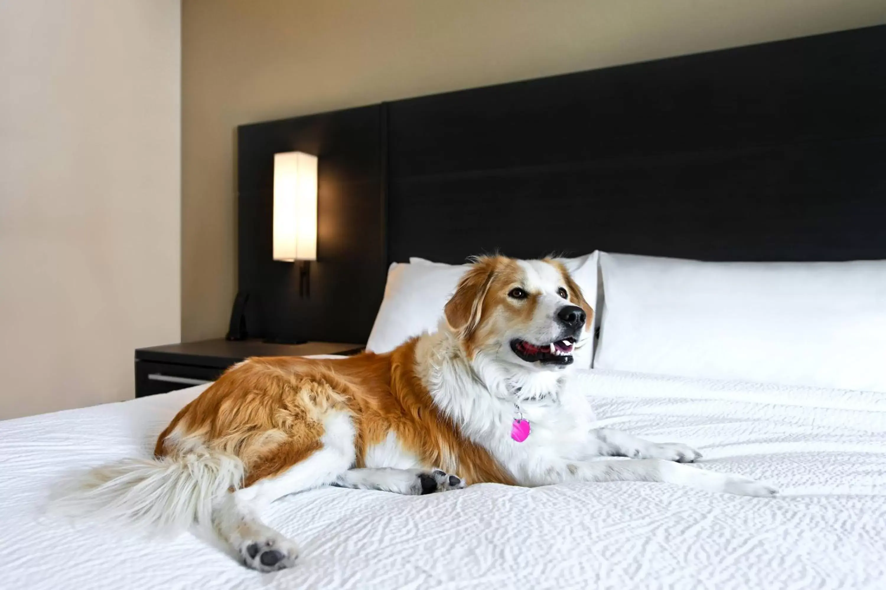 Other, Pets in Residence Inn by Marriott Steamboat Springs