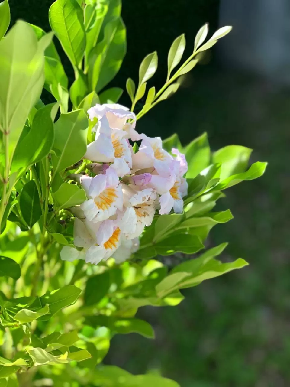 Garden in Jasmine River Front