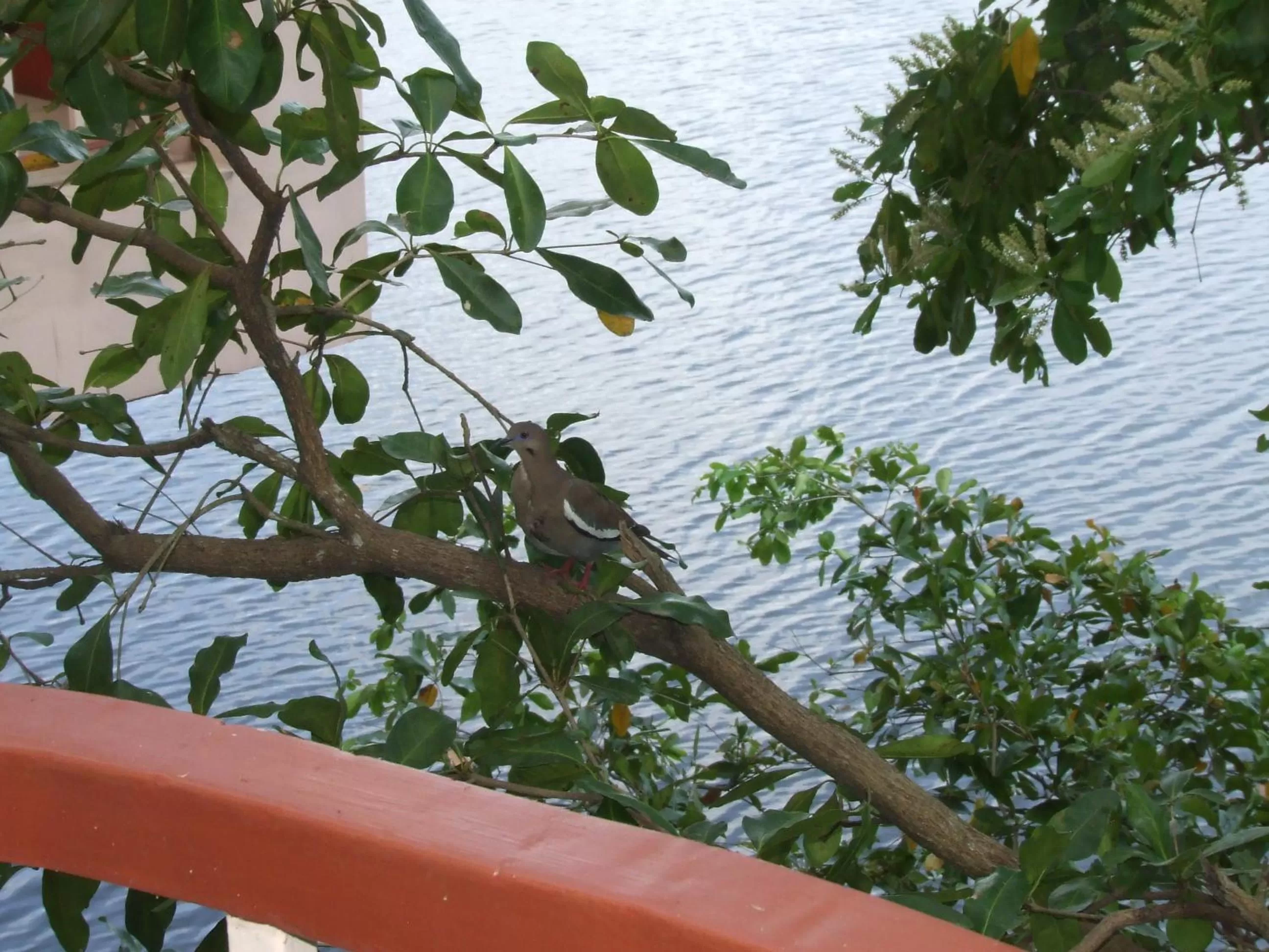 Animals in Lamanai Hotel & Marina