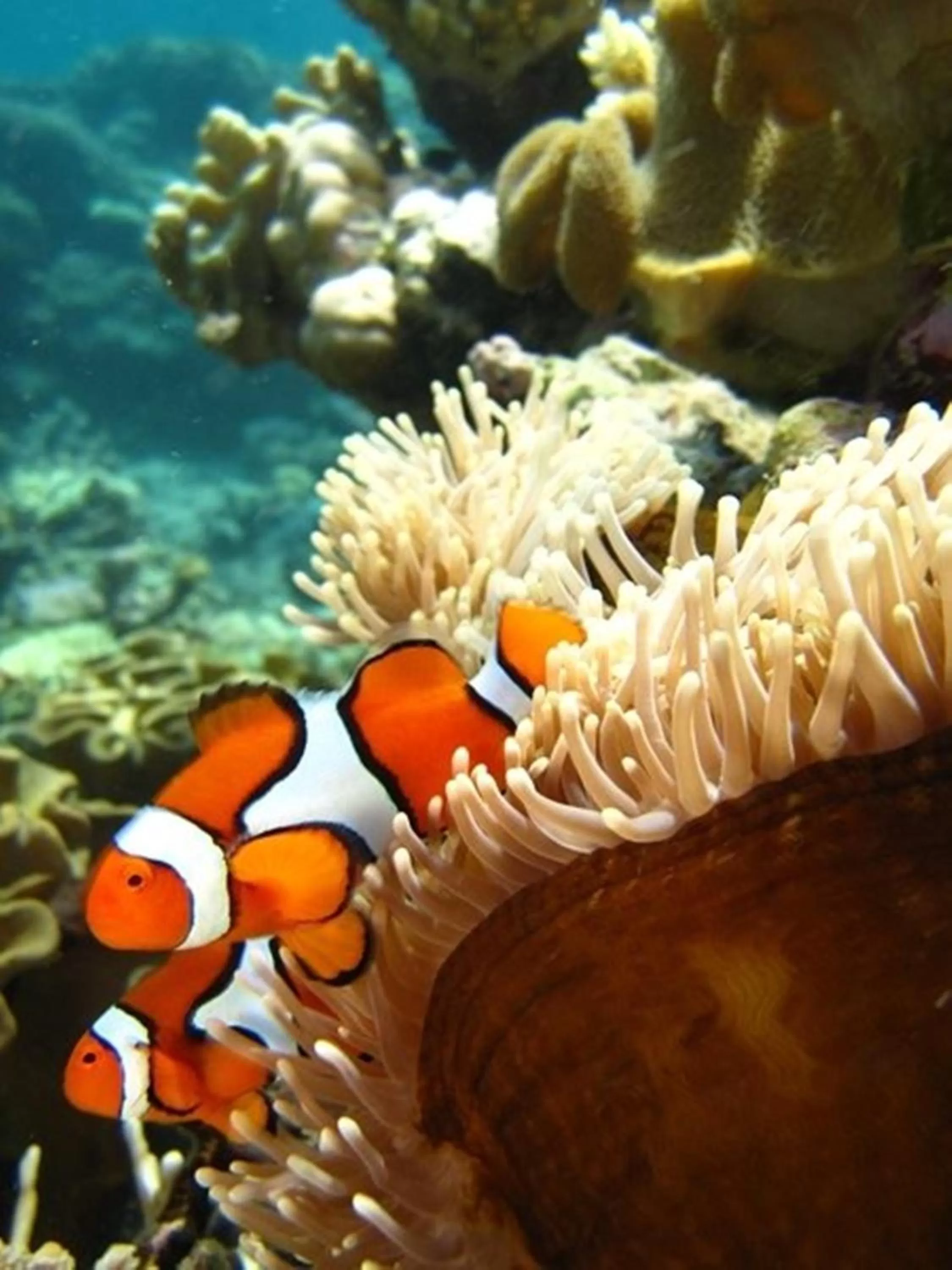 Snorkeling in Port Douglas Retreat