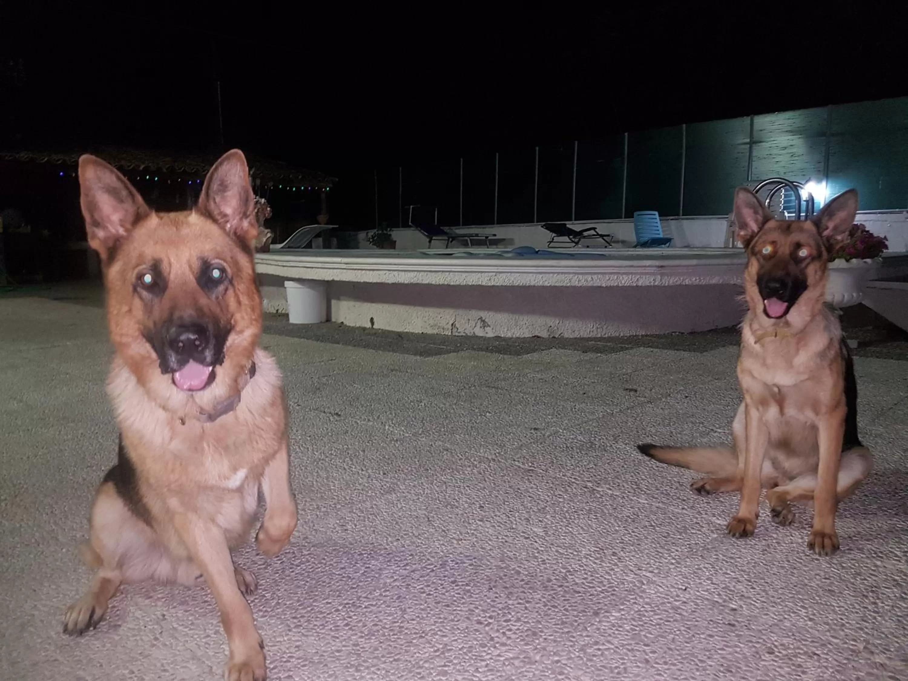 Pets in B&B Magna Grecia