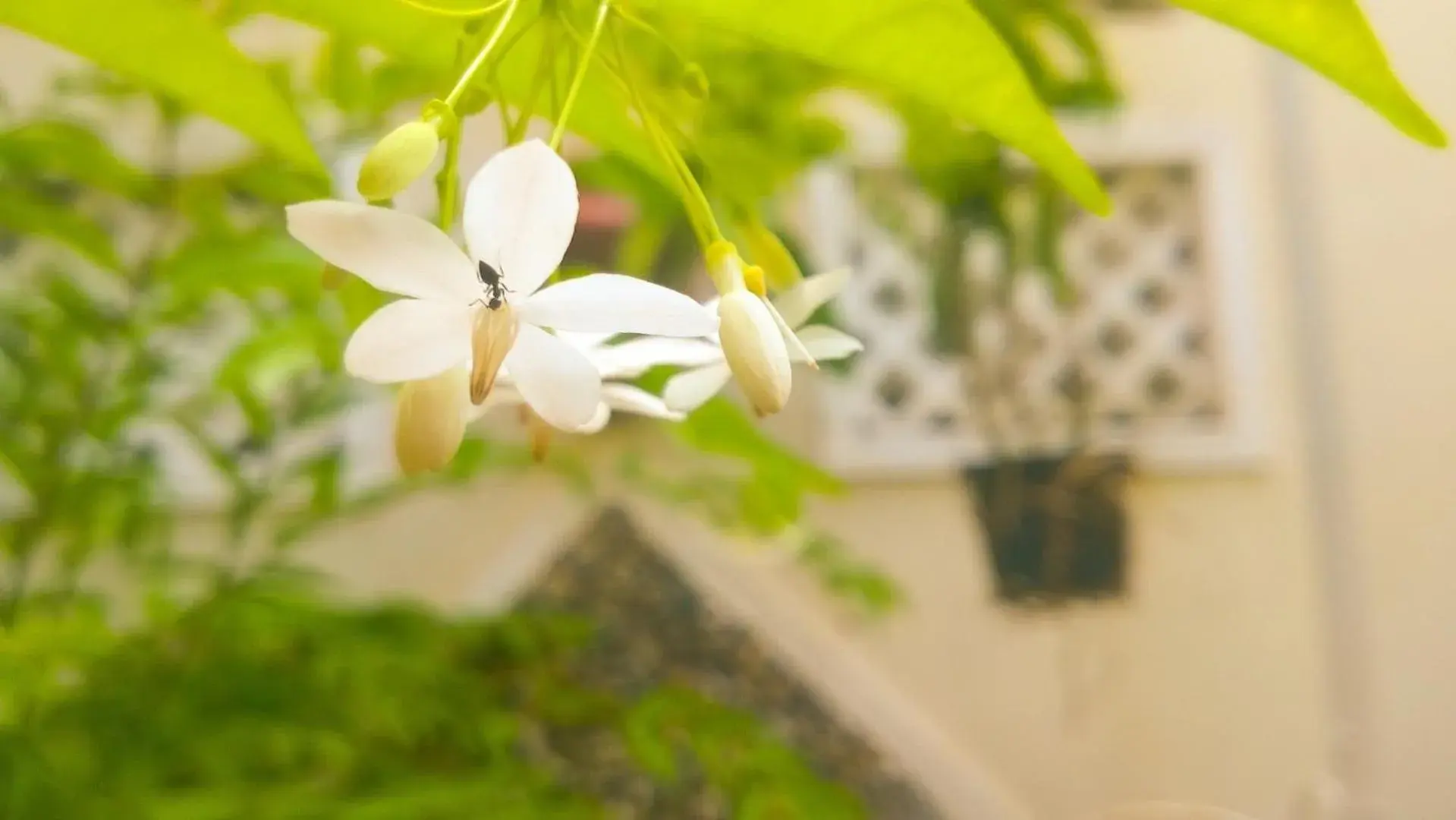 Sac Xanh Homestay Sac Xanh Homestay