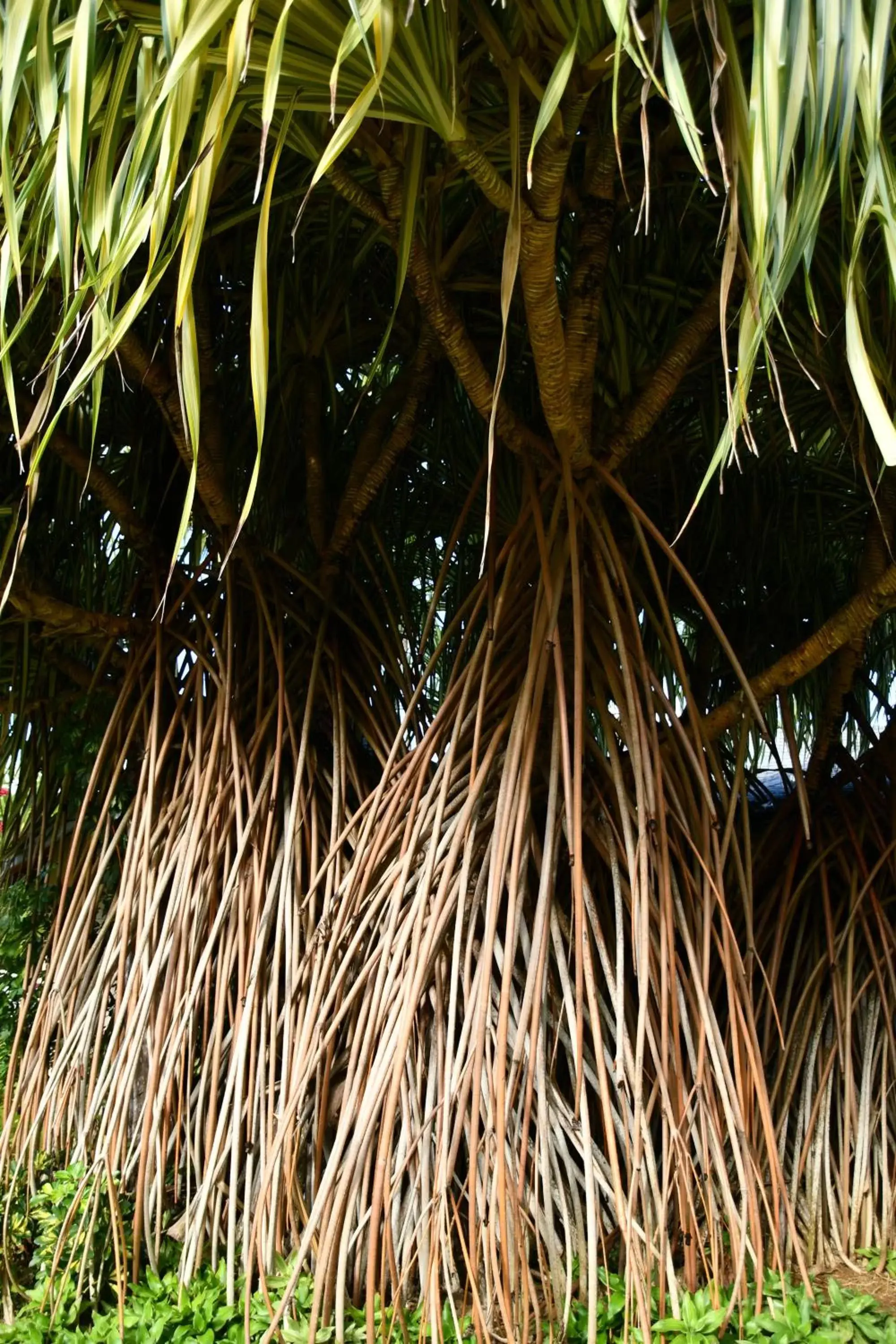 Natural landscape in Hotel Alisei