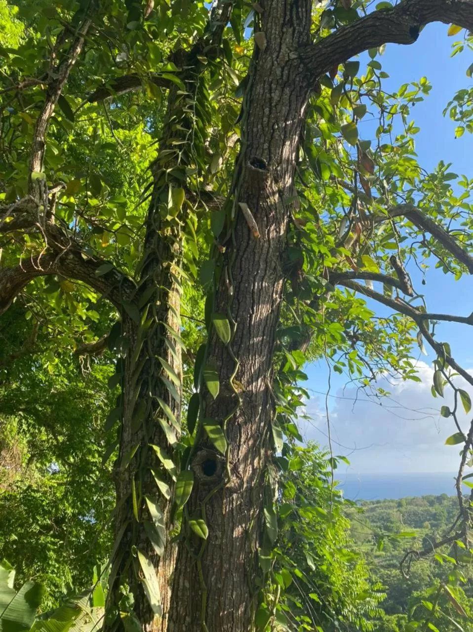 Villa Cajou chambres d'hôtes chez l'habitant et Zanzibar cottage