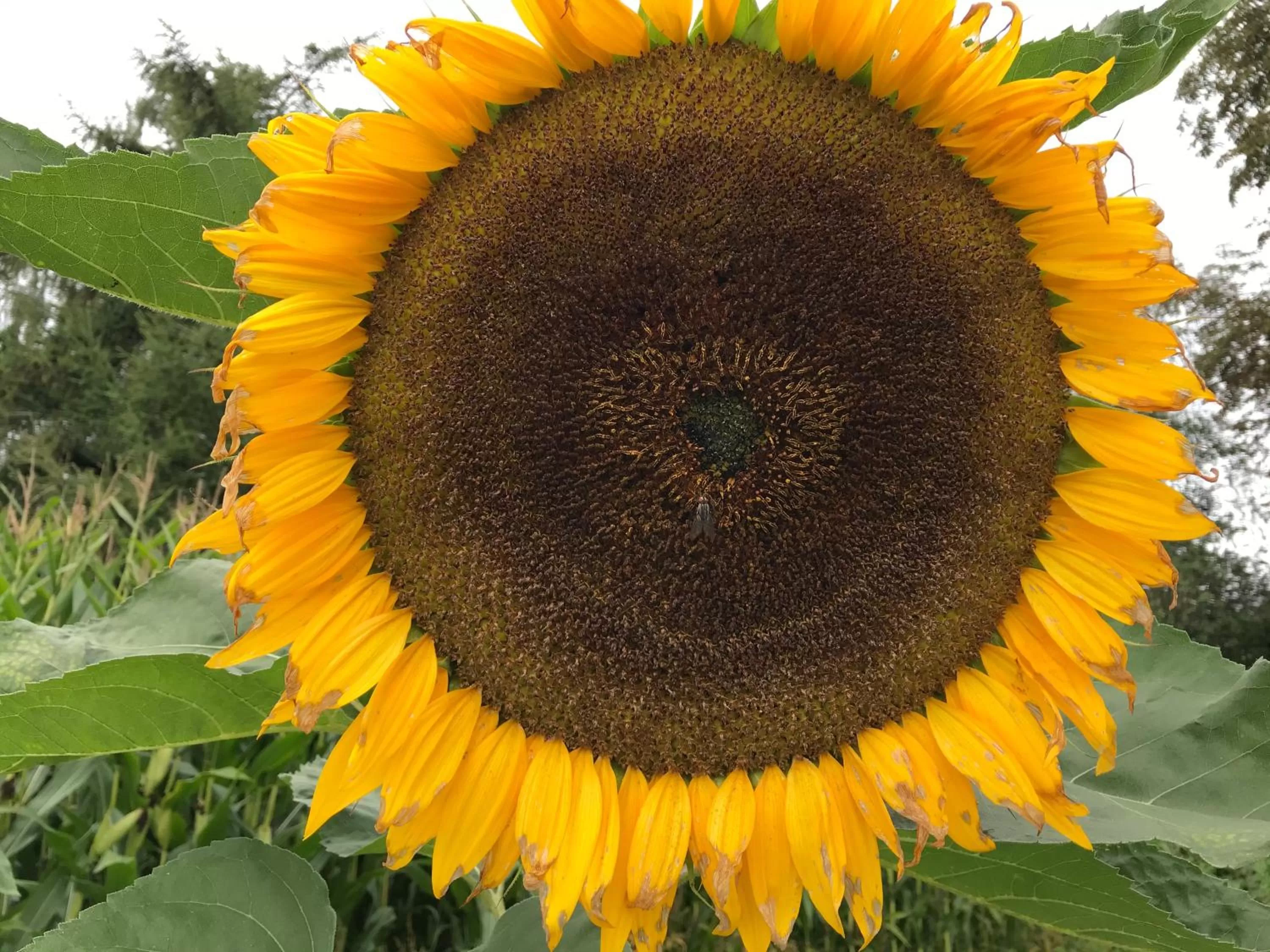 Garden in Bed and Breakfast Bavaria München