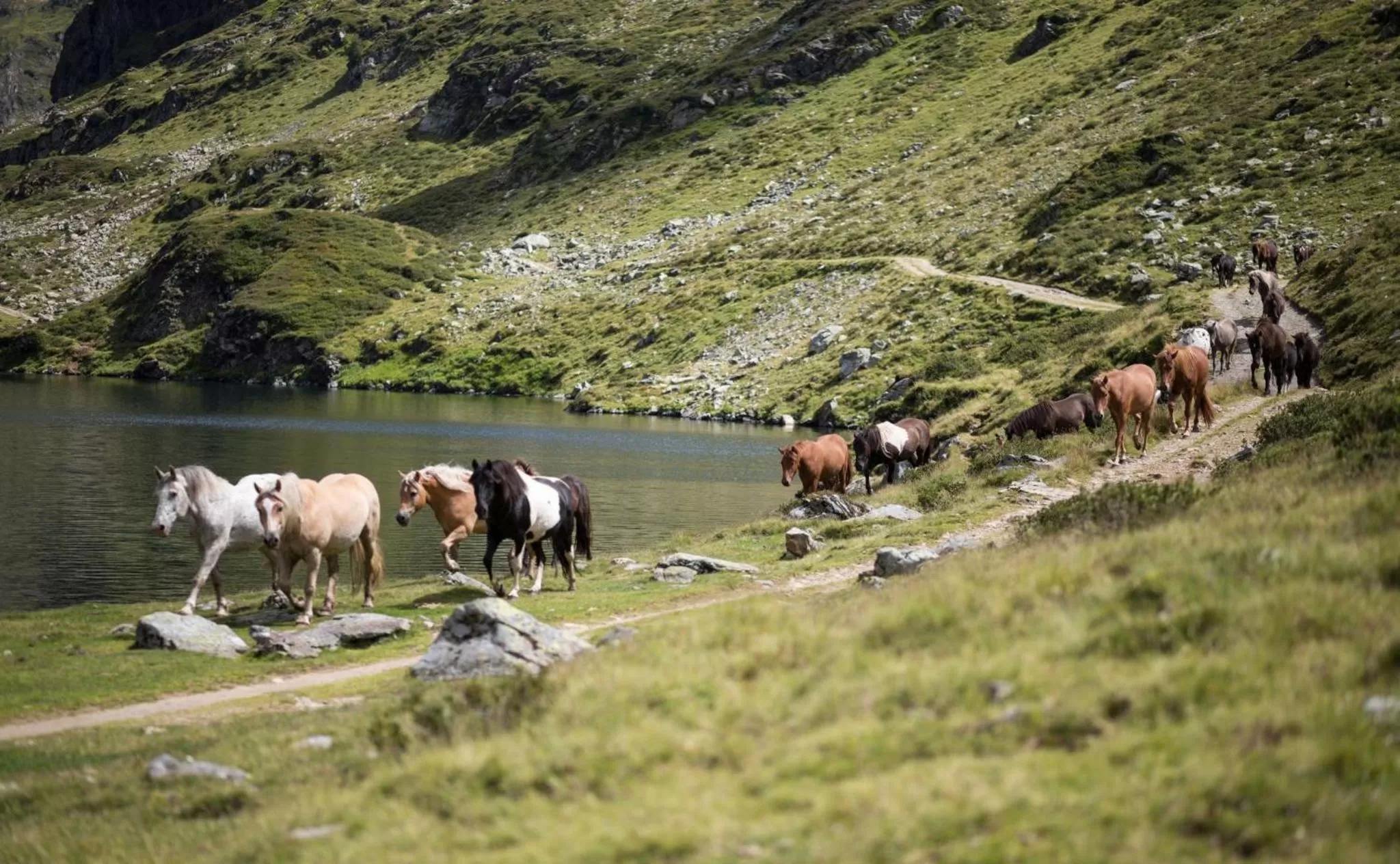 Horse-riding in Seiterhof