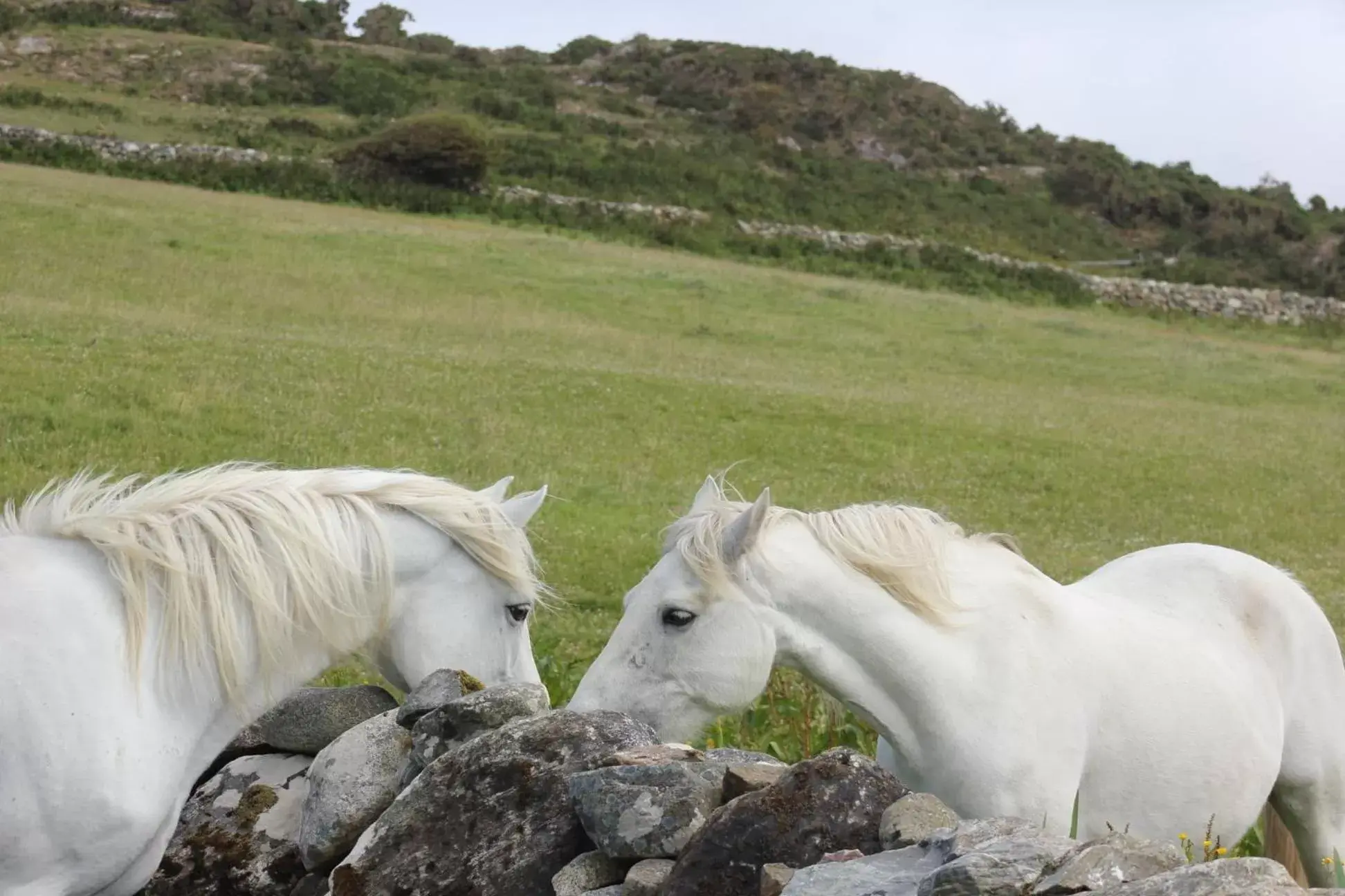 Other Animals in Clifden Bay Lodge