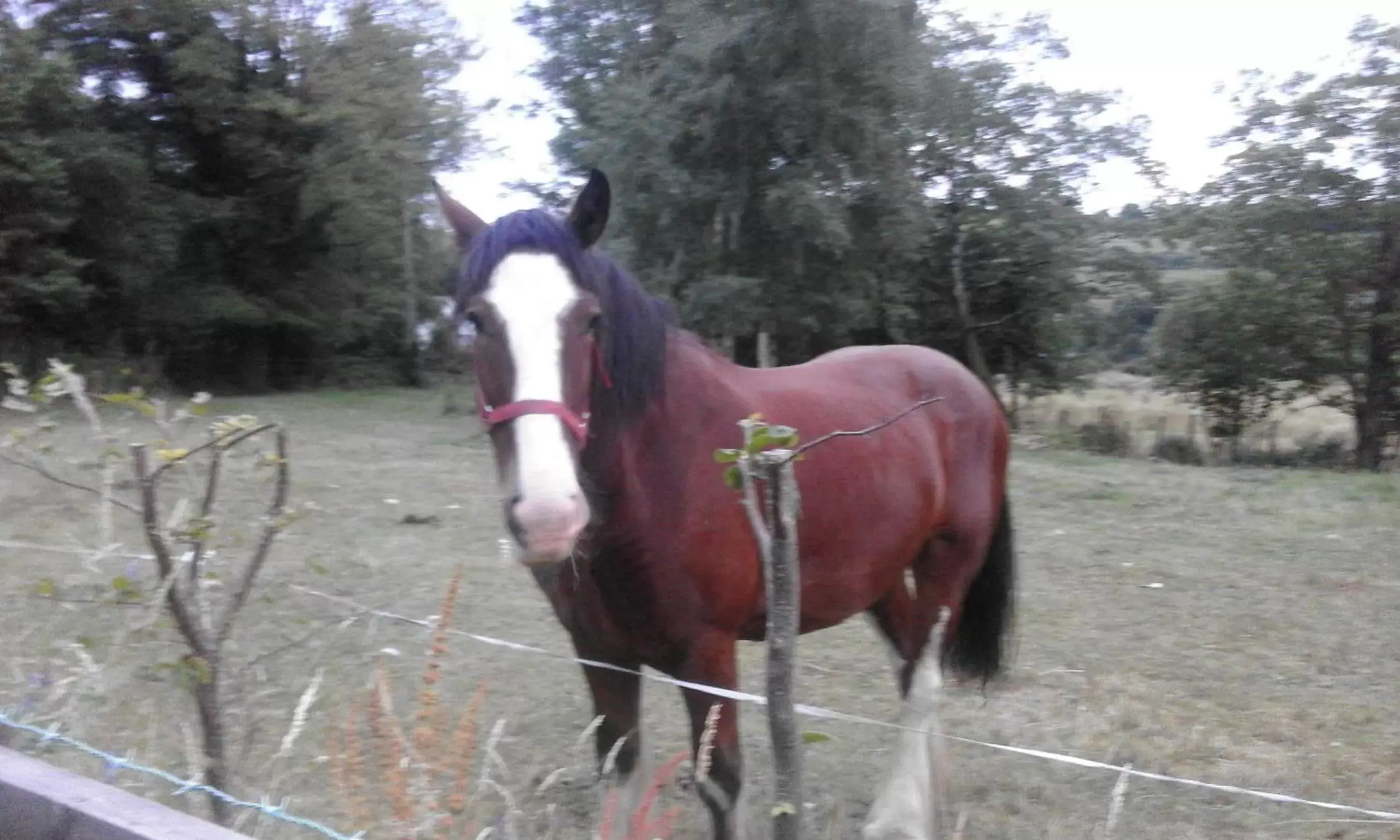 Horseback Riding in Birchdale House B&B