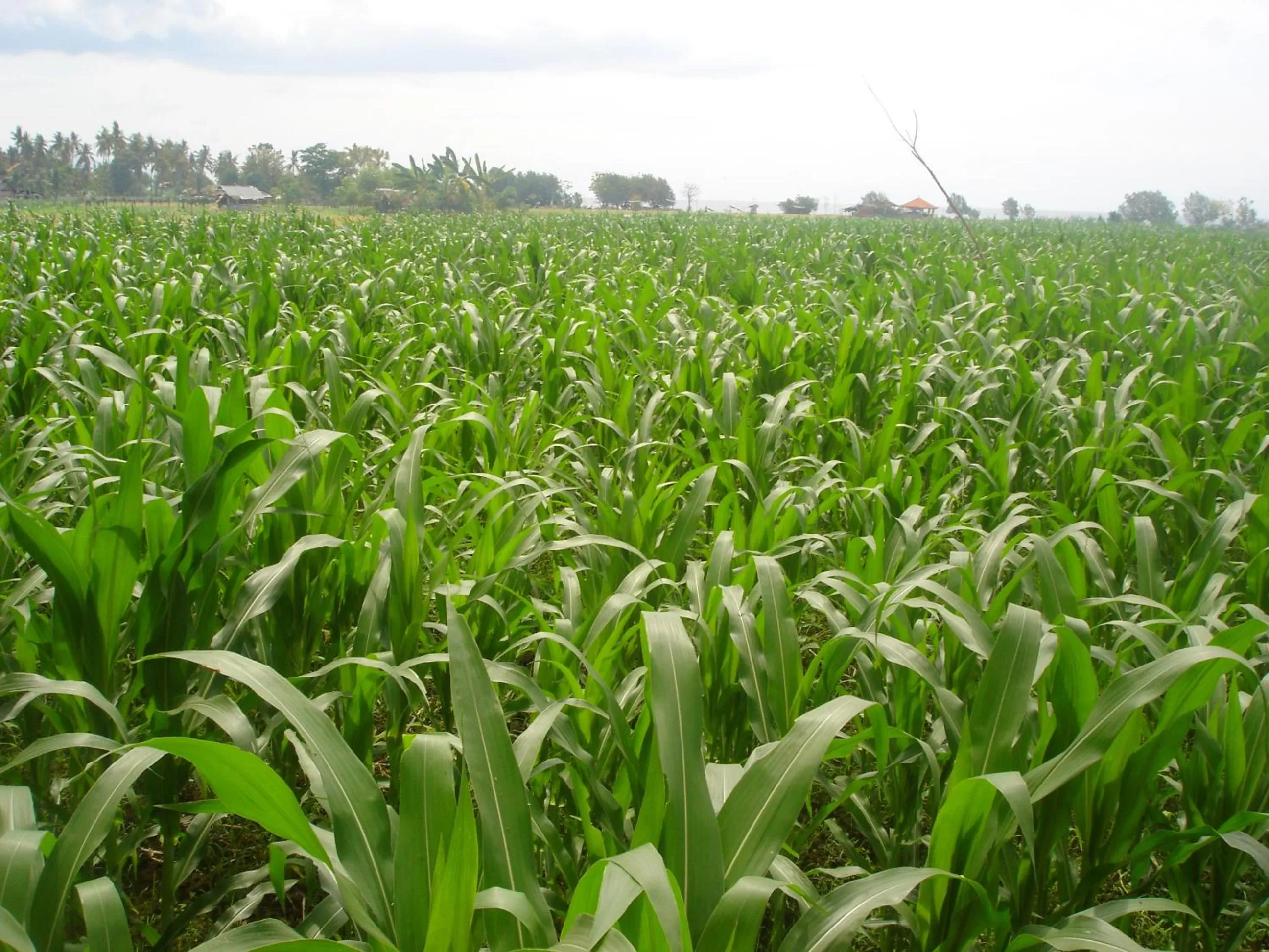 Penginapan Sedap Malam