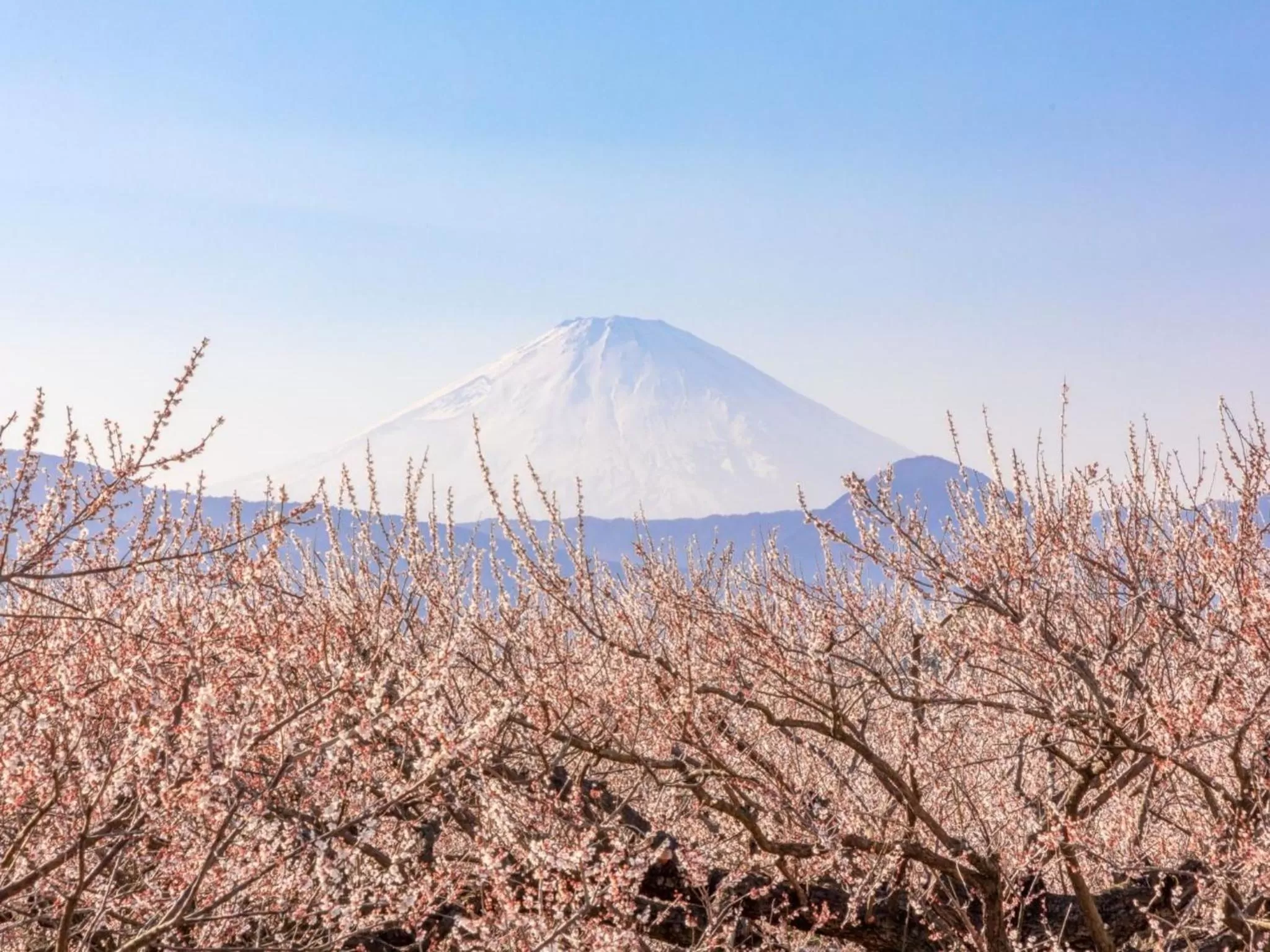 Nearby landmark in Odawara Terminal Hotel