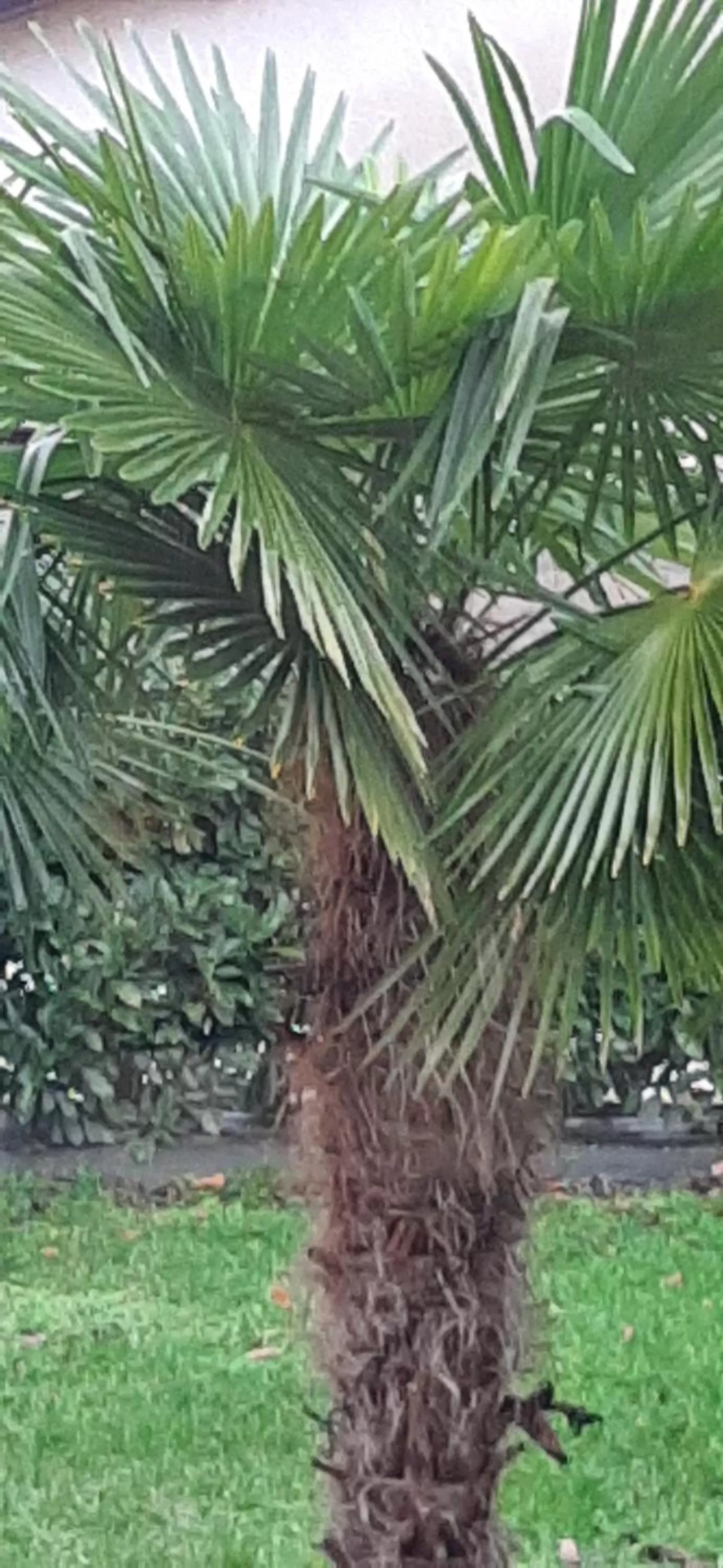 Garden in Hotel Martinez Grenay