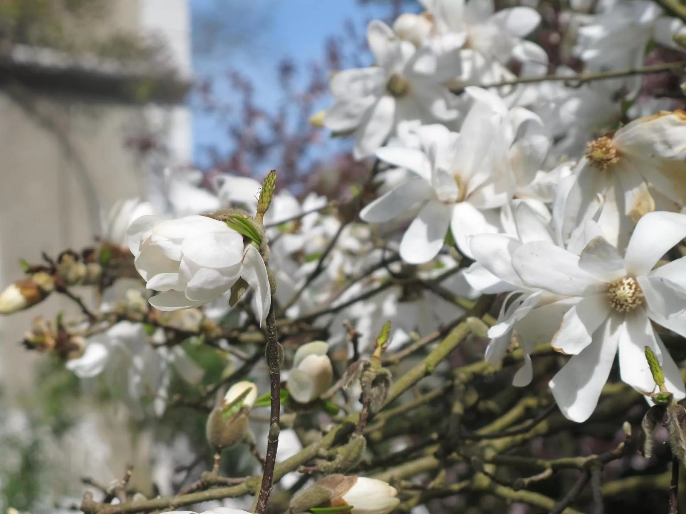 Spring in Villa Dampierre